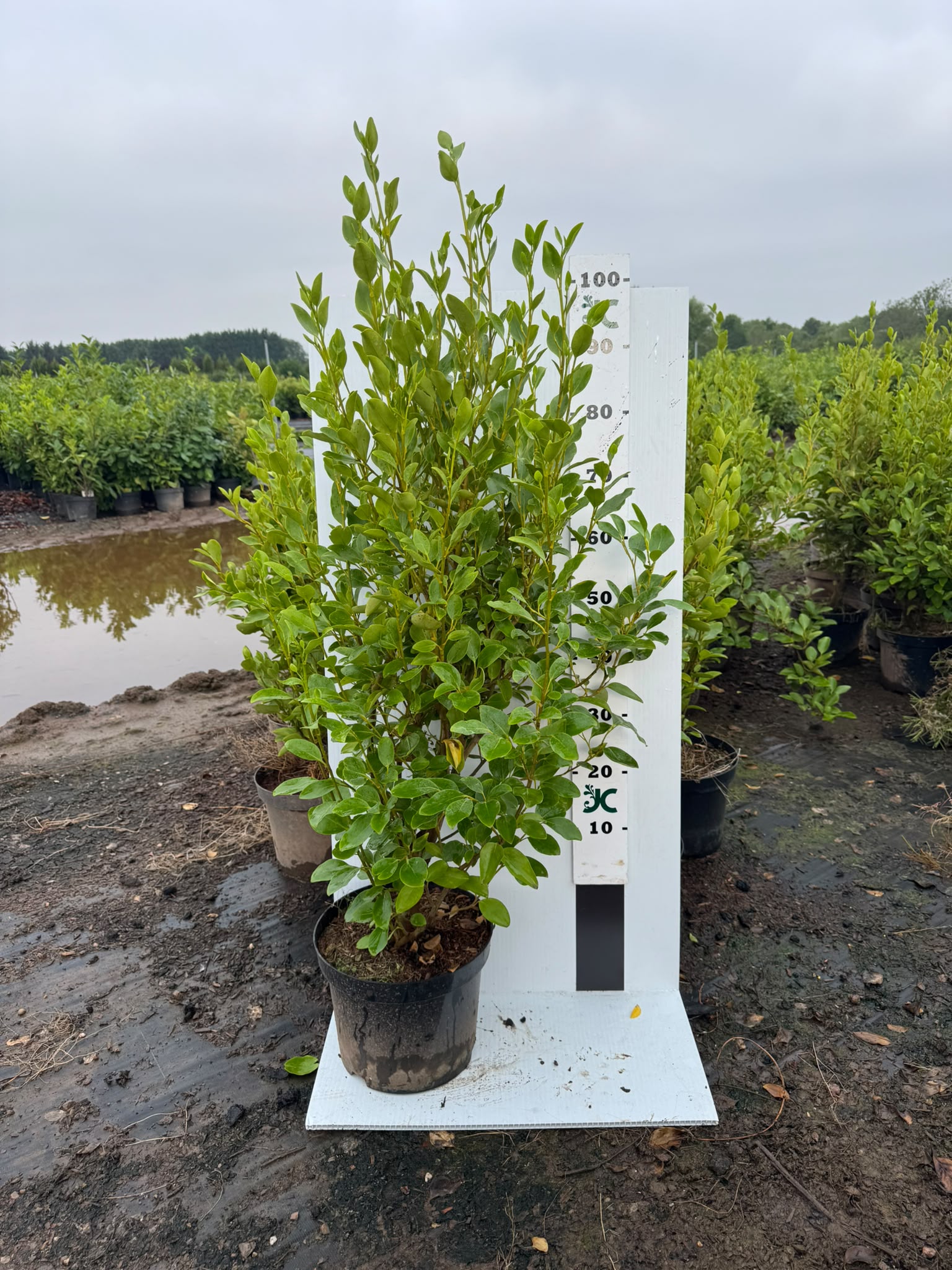 Griselinia Littoralis 100-120cm 10 Litre