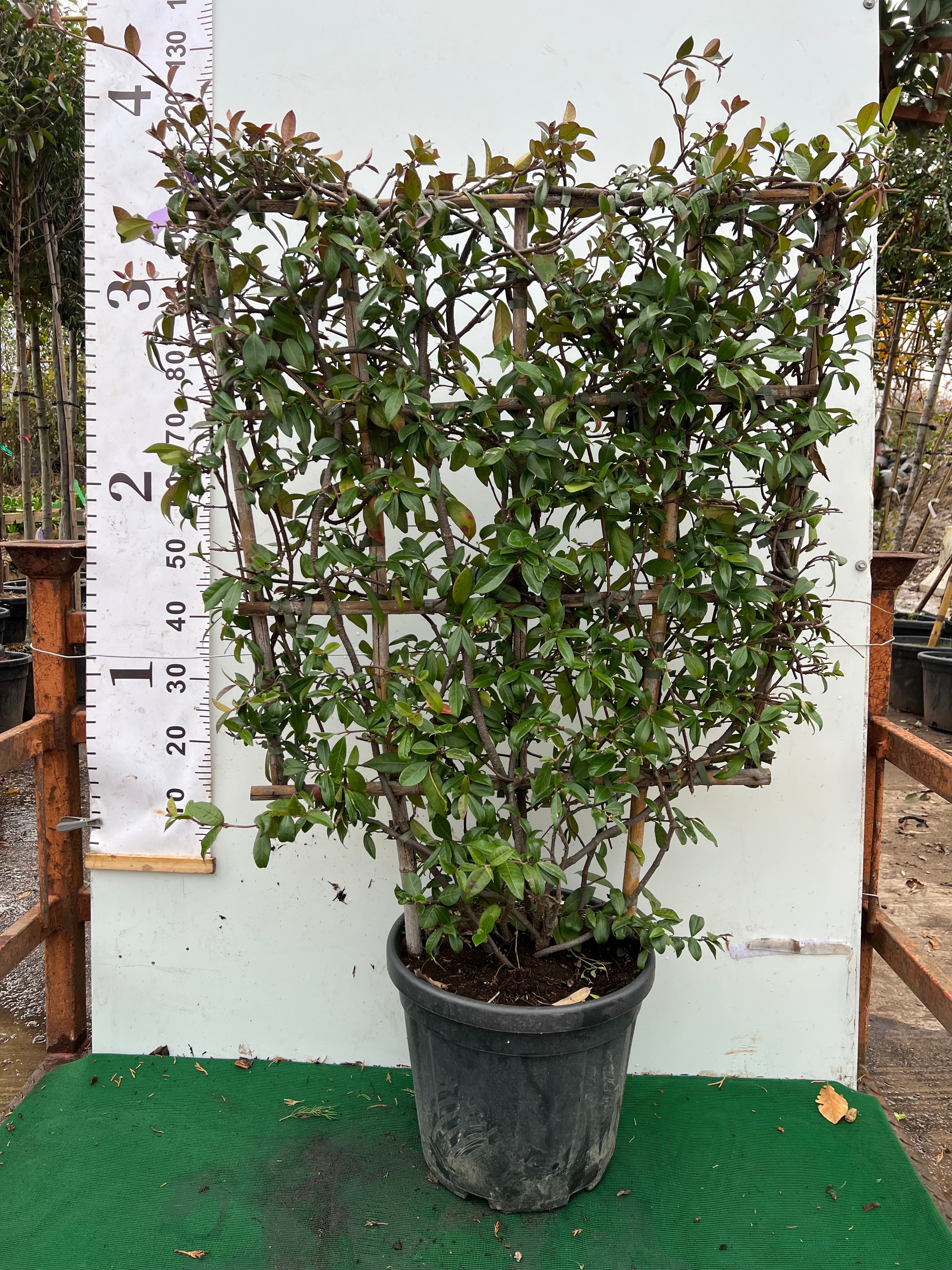 Star Jasmine (Trachelospermum Jasminoides) on 100x80cm Trellis