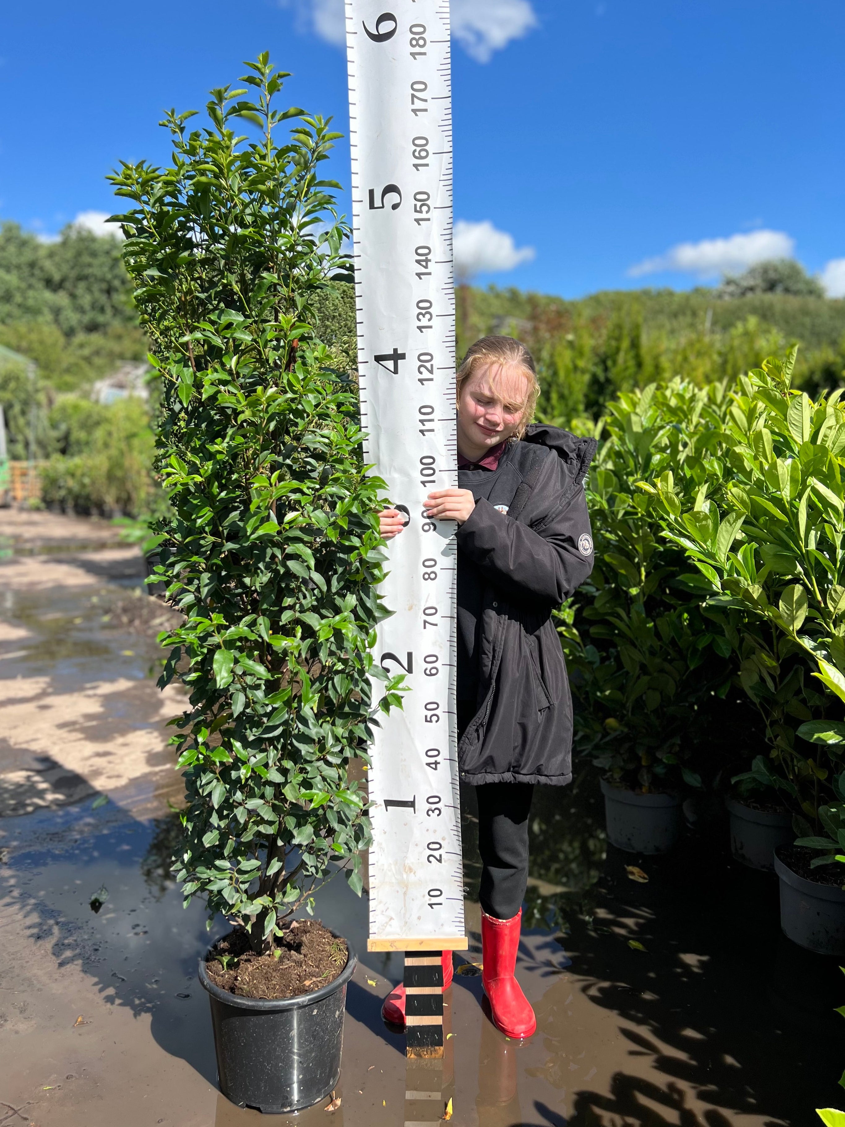 Portuguese Laurel (Prunus Lusitanica) 150-180cm 15 Litre Pot