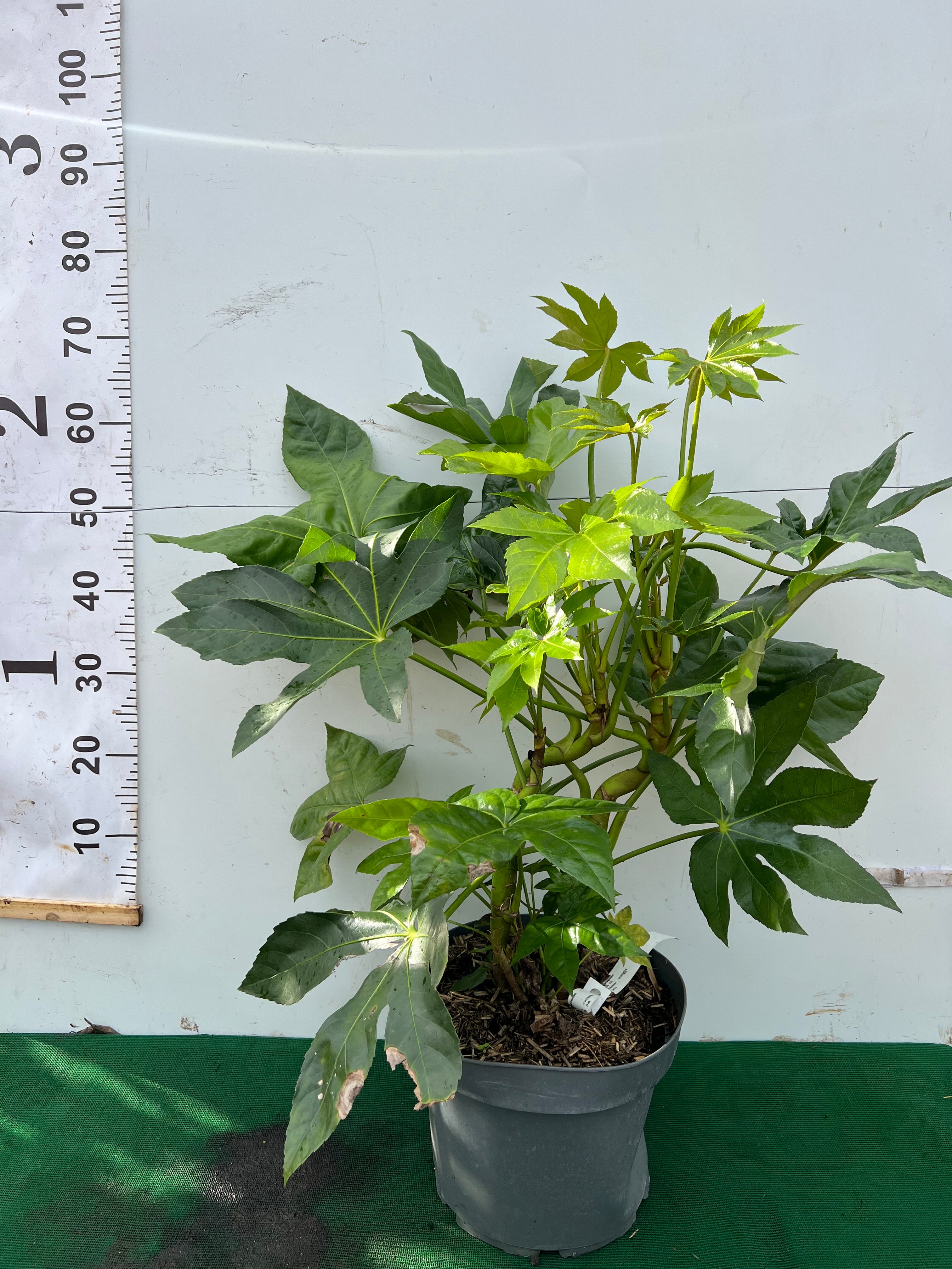 Fatsia Japonica 40-60cm