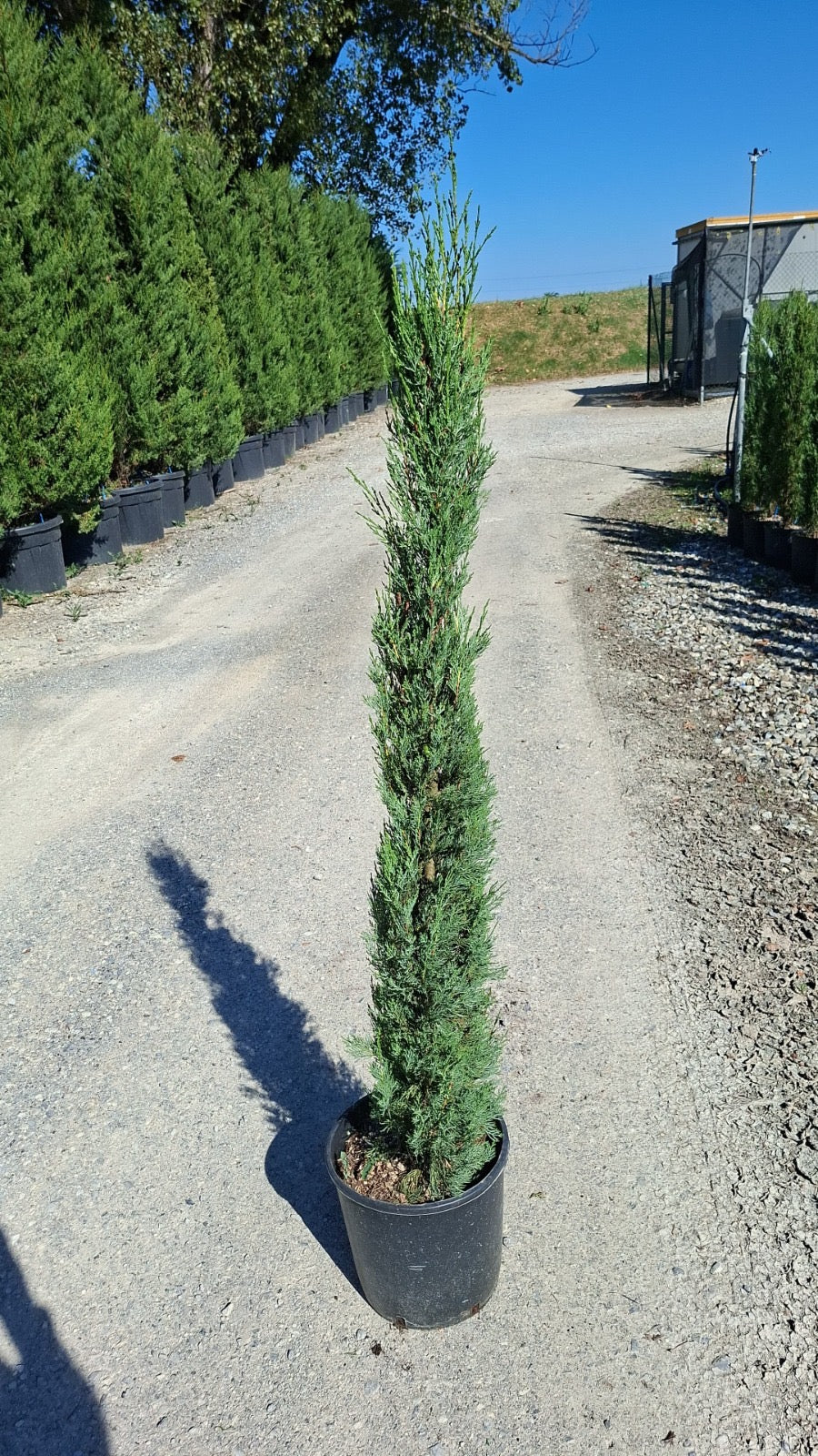 Italian Cypress Tree (Cupressus Semp. Pyramidalis) 100-120cm