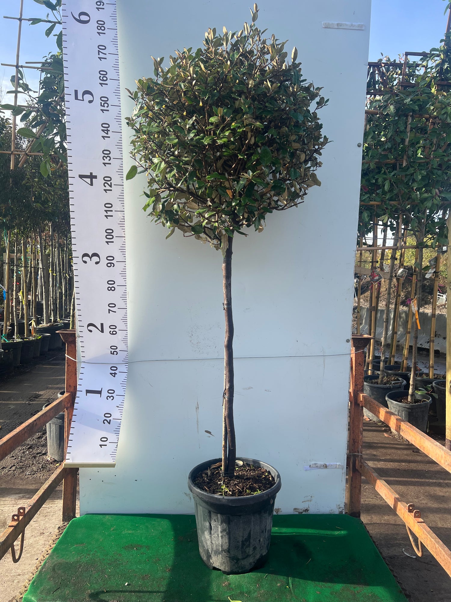 Elaeagnus Ebbingei Ball on Stem