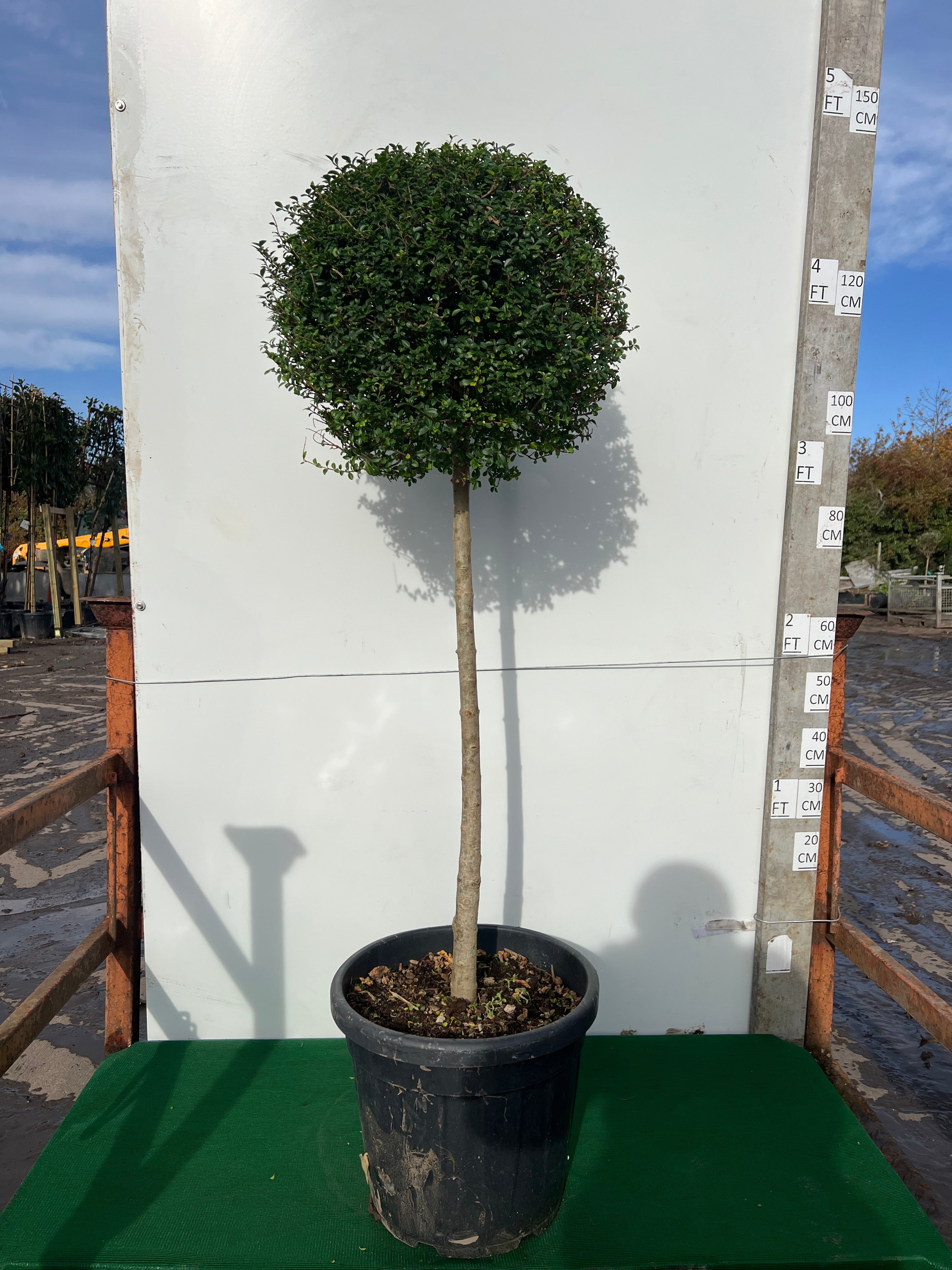 Ligustrum Jonandrum (Privet) Ball on Stem 120cm