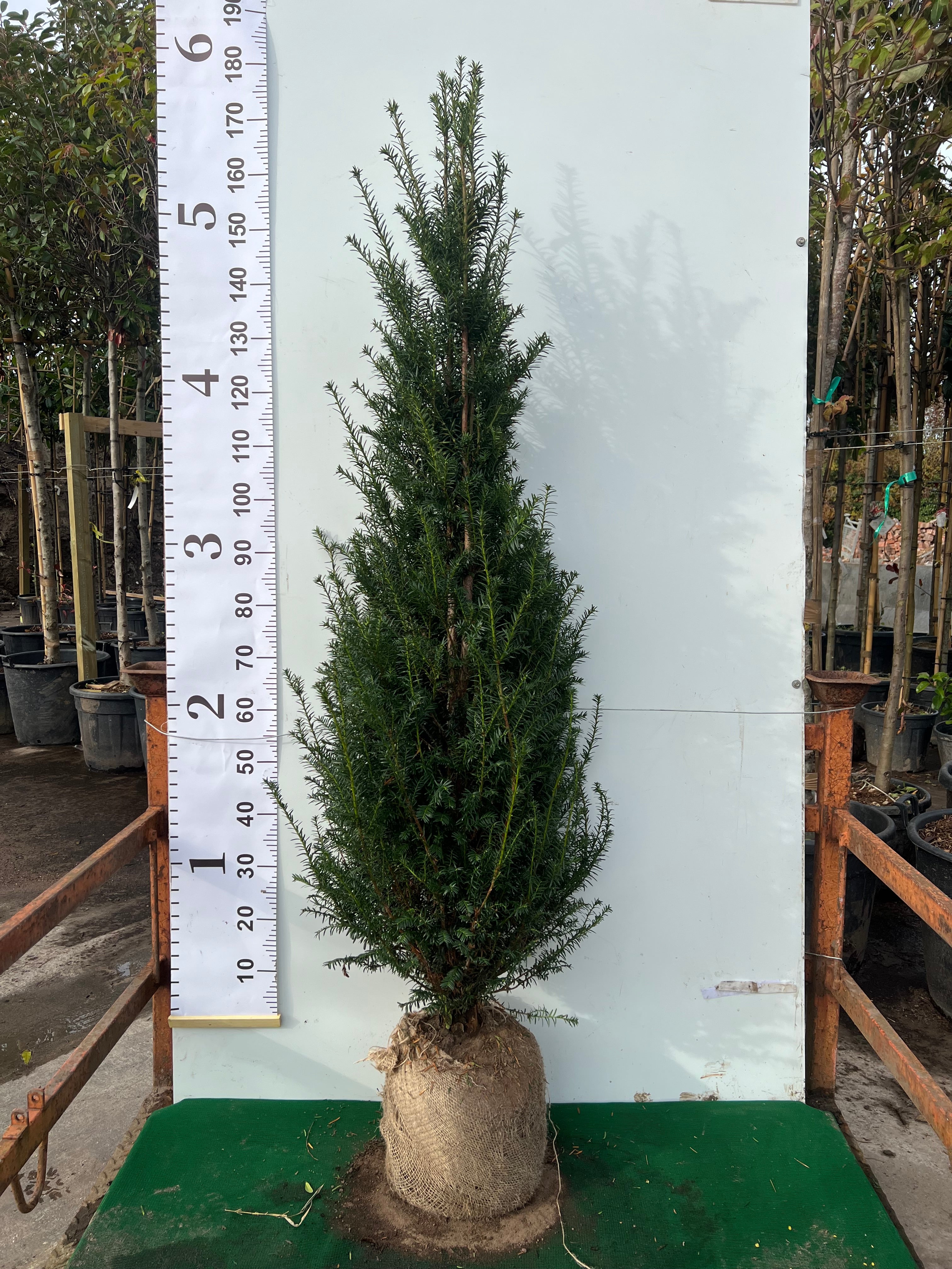 English Yew (Taxus Baccata) Rootball - Ready to Plant Now