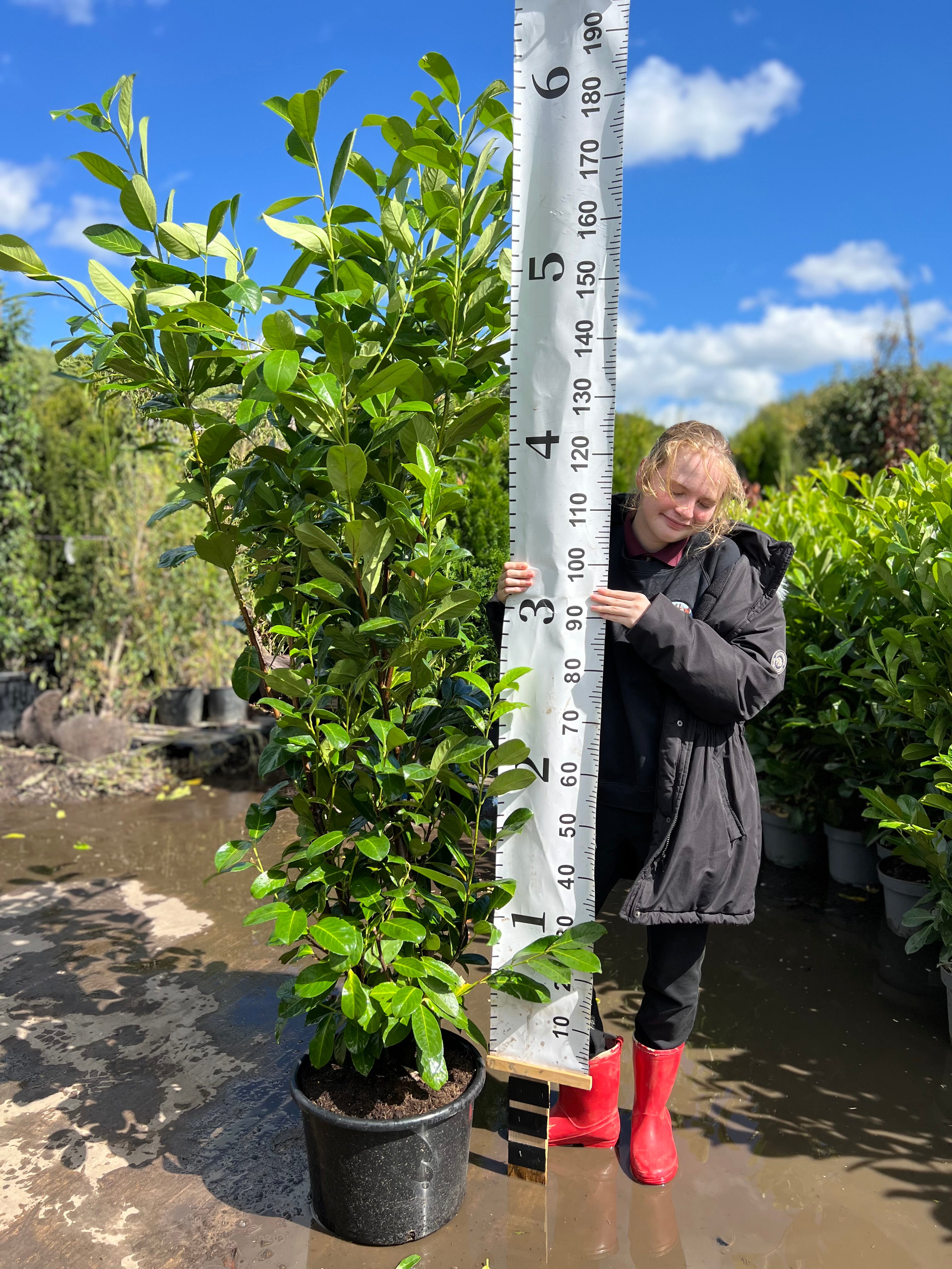 Cherry Laurel (Prunus Laurocerasus Rotundifolia) – 1.6–1.8m Planted Height | 20 Litre Pot