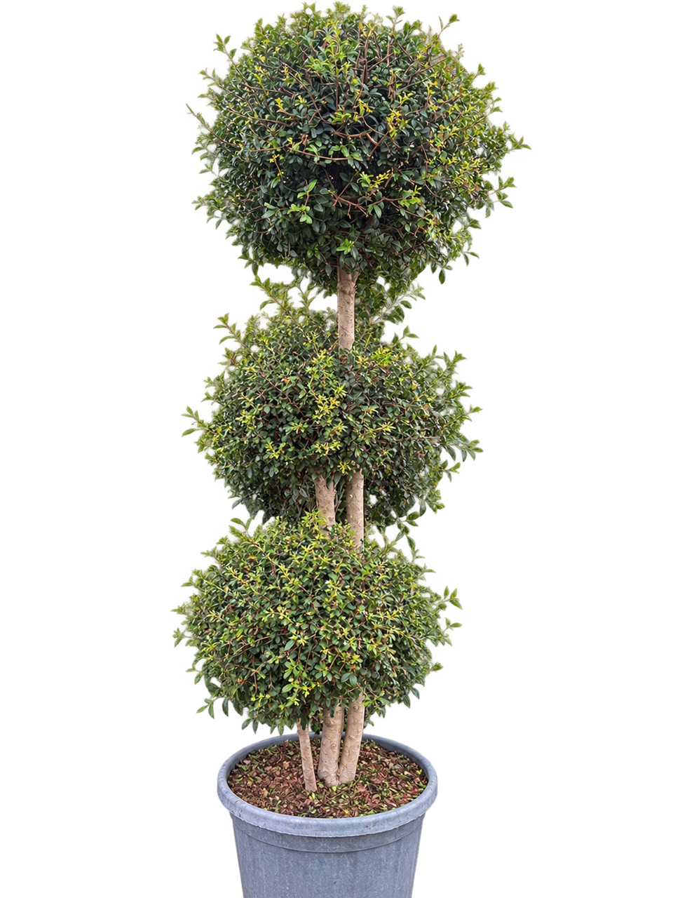 Privet (Ligustrum Jonandrum) 3 Ball 180cm Tall