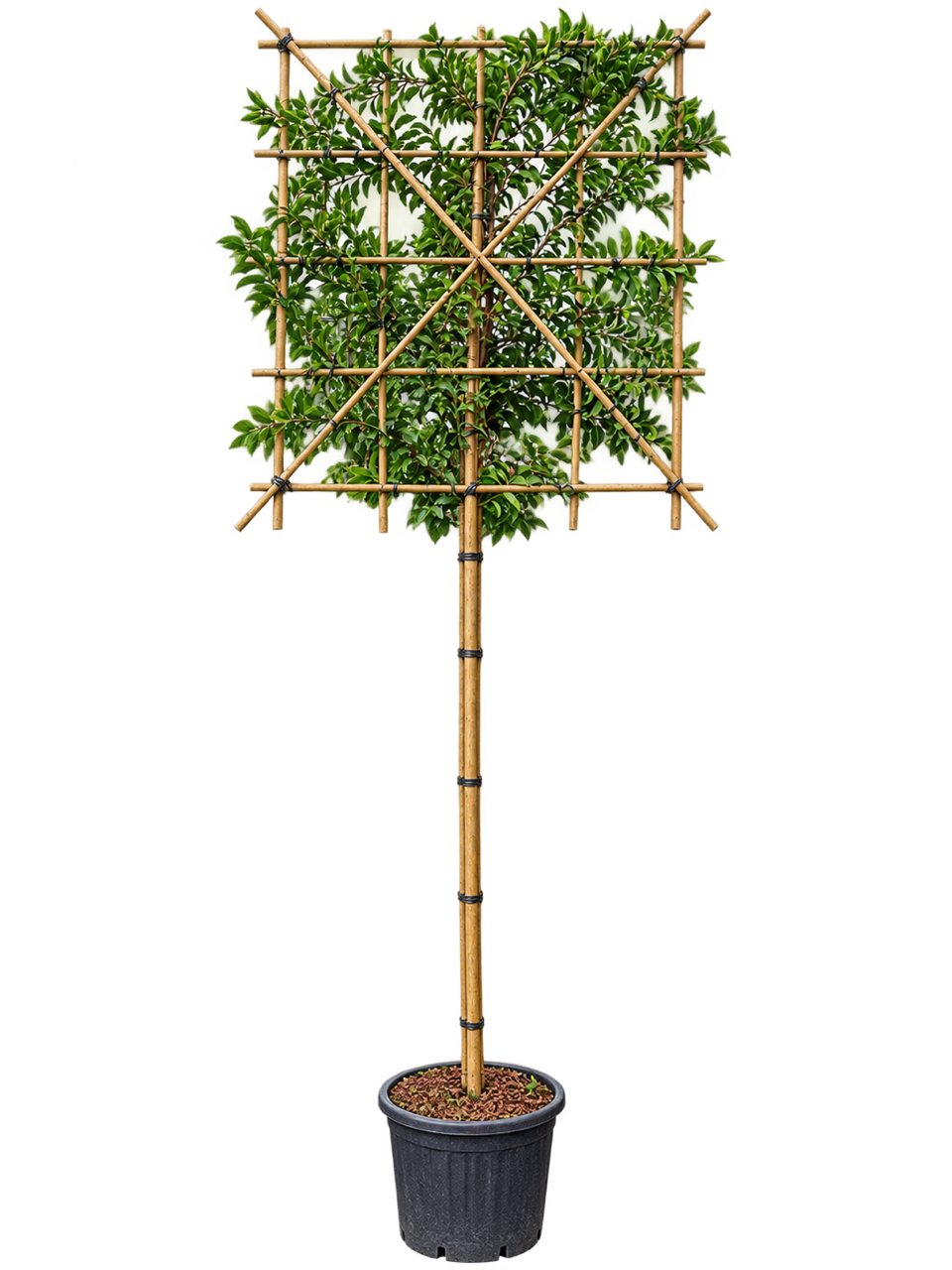Prunus Lusitanica Pleached 180cm Stem, 120x120cm Head, 8-10cm Girth