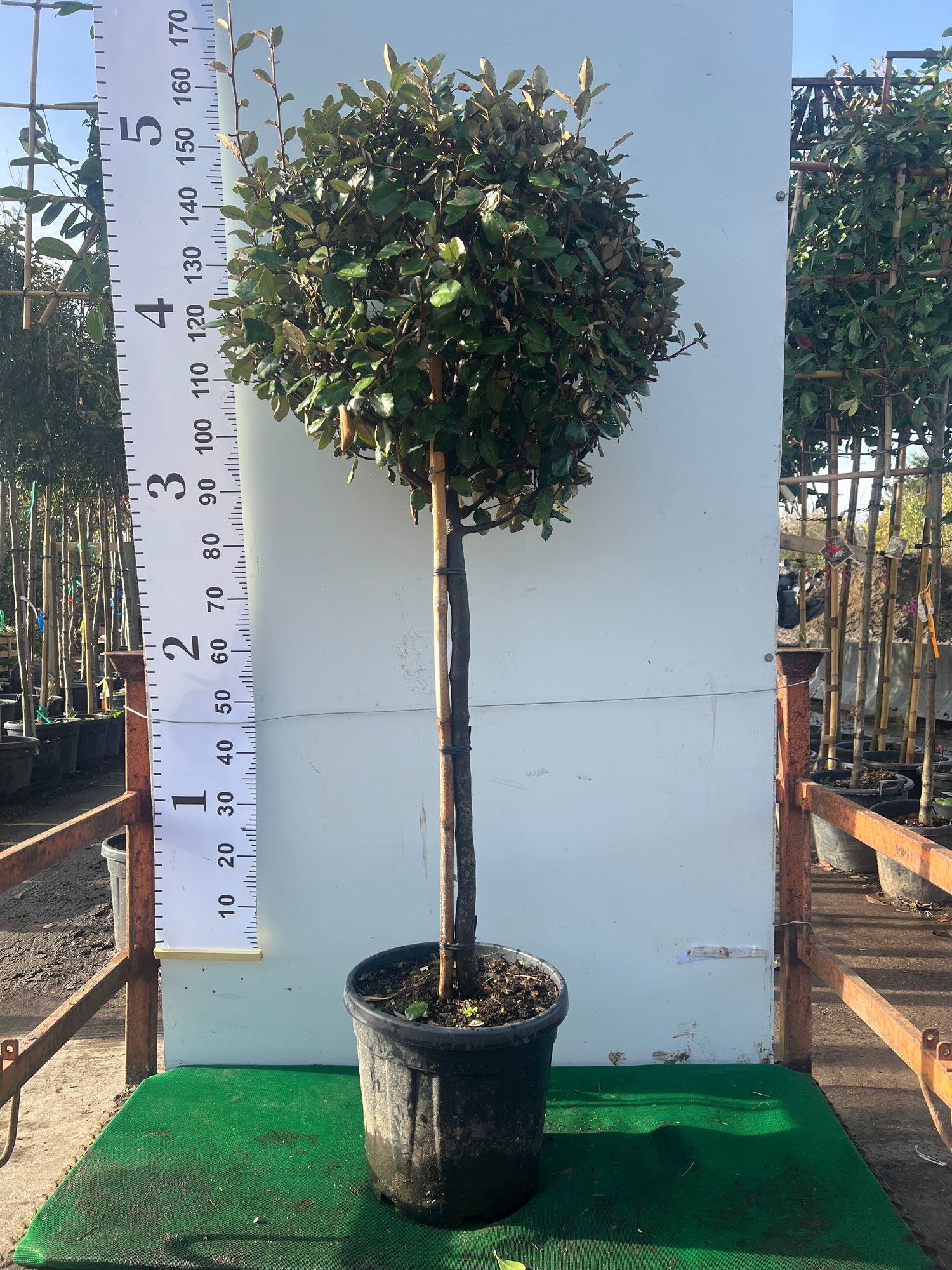 Elaeagnus Ebbingei Ball on Stem