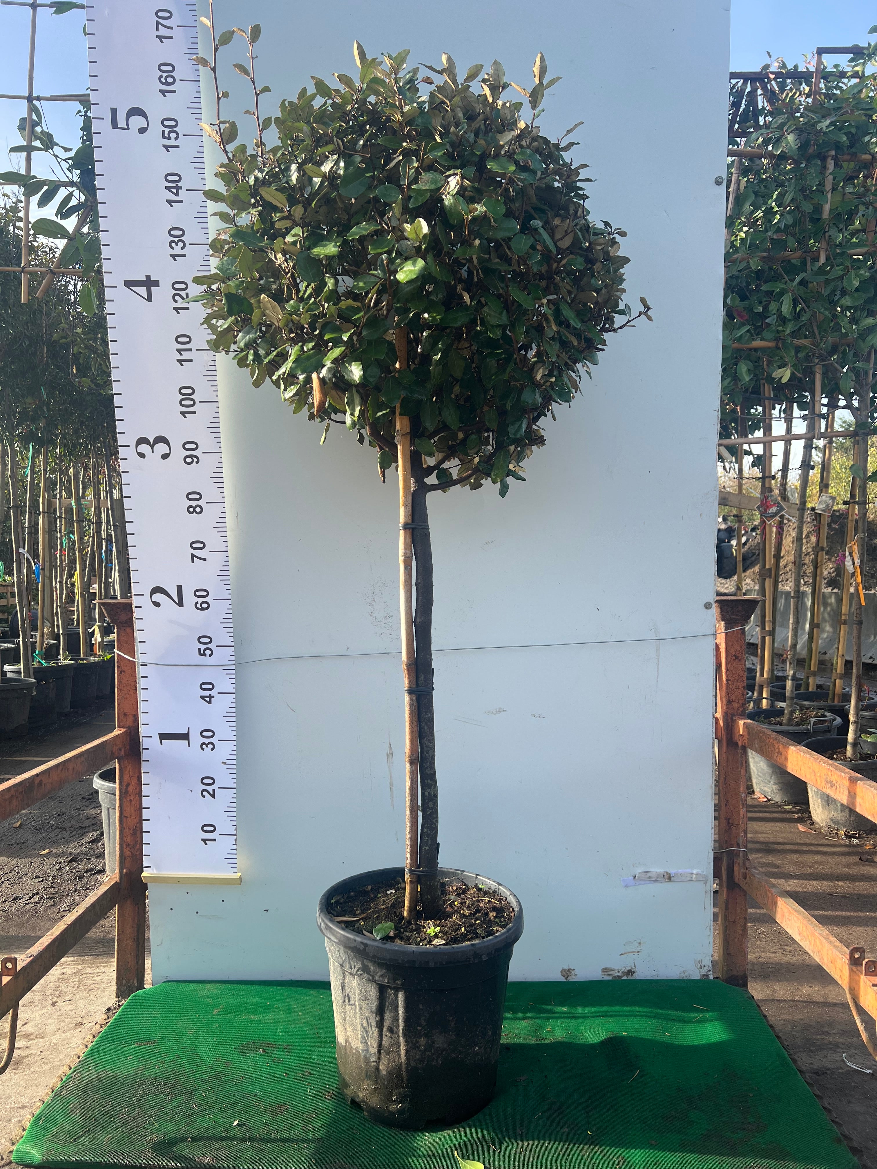 Elaeagnus Ebbingei Ball on Stem