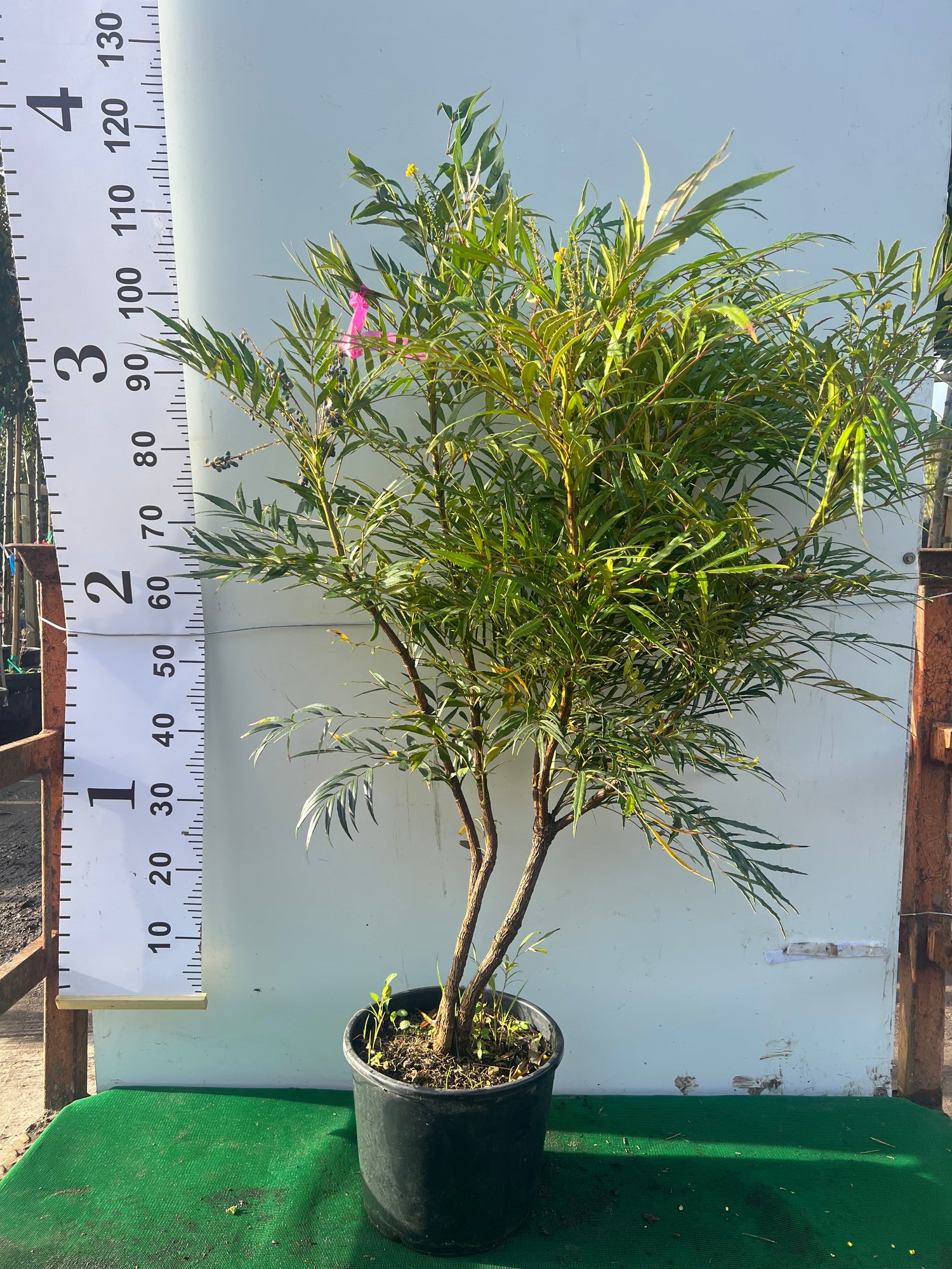 Mahonia Soft Caress 100-120cm