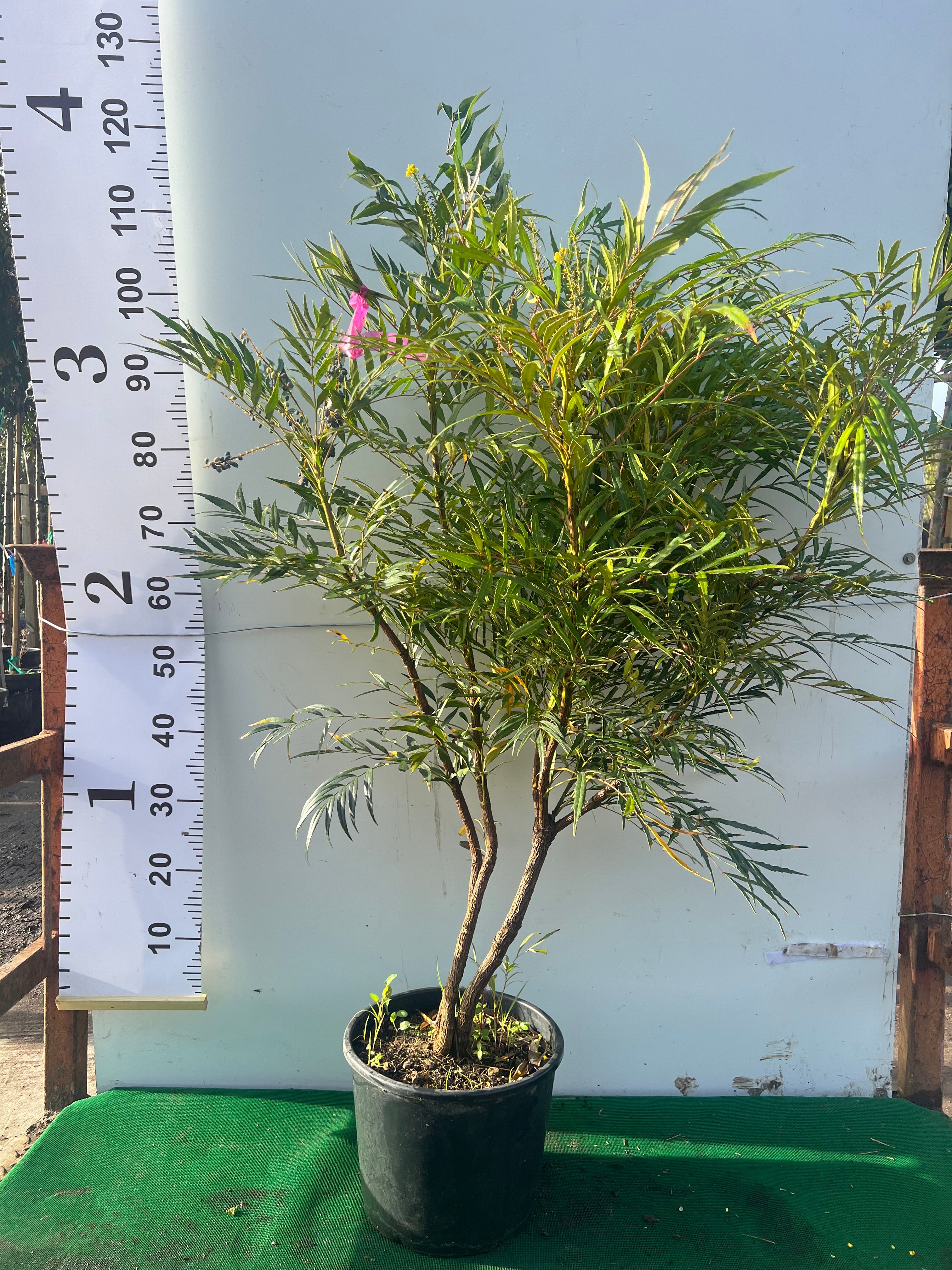 Mahonia Soft Caress 100-120cm