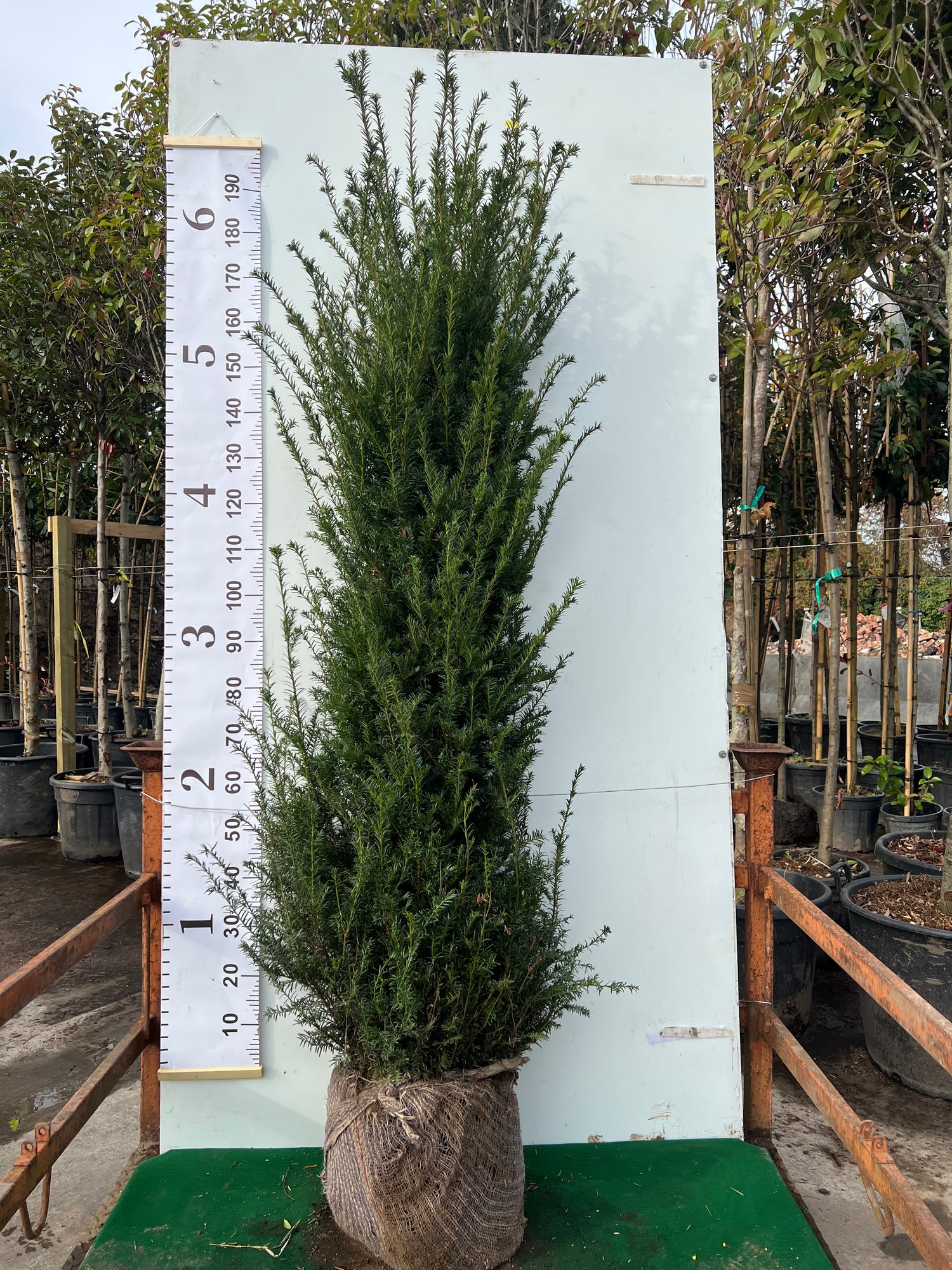 English Yew (Taxus Baccata) Rootball - Ready to Plant Now