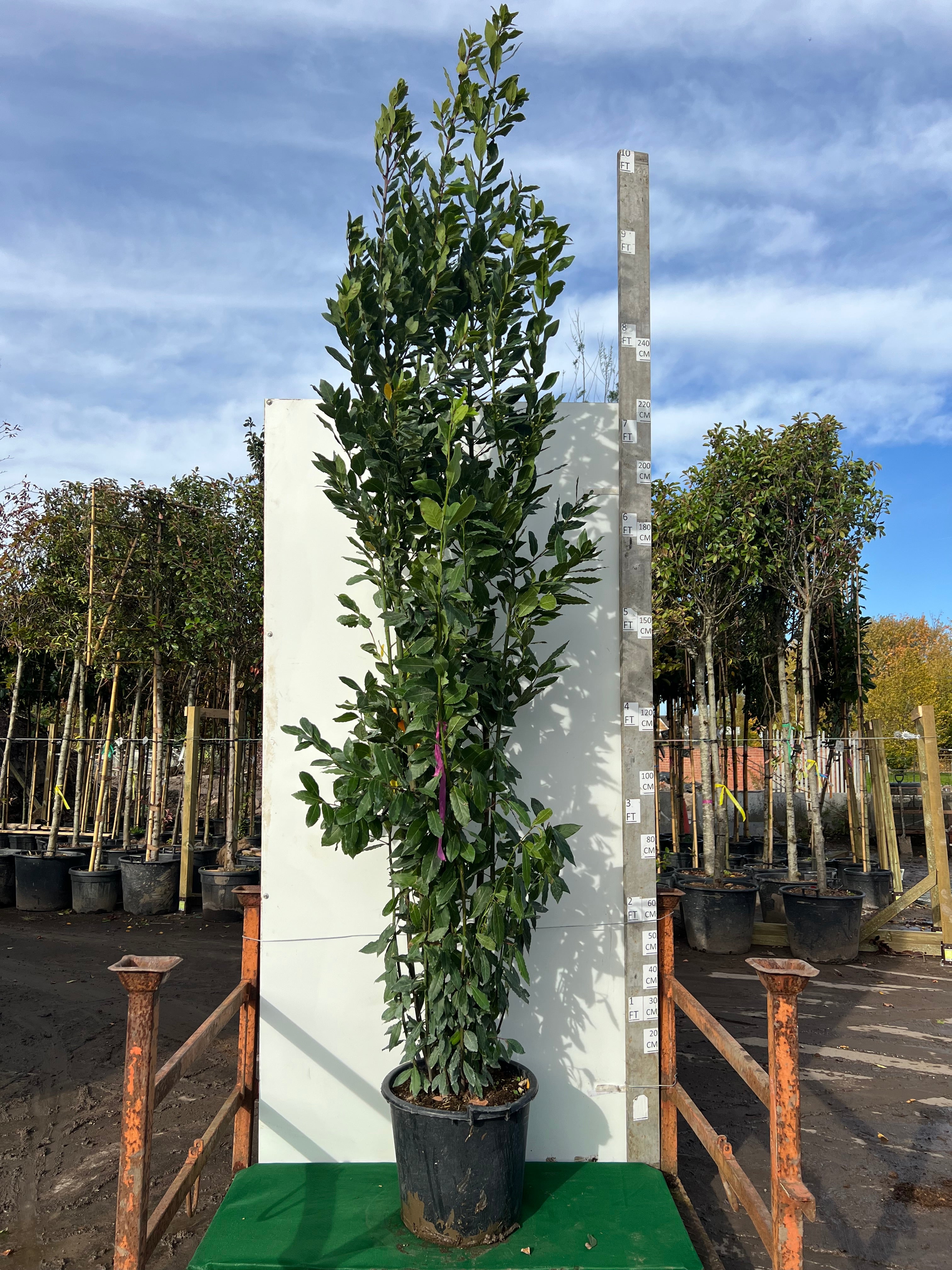 Bay Tree (Laurus Nobilis)