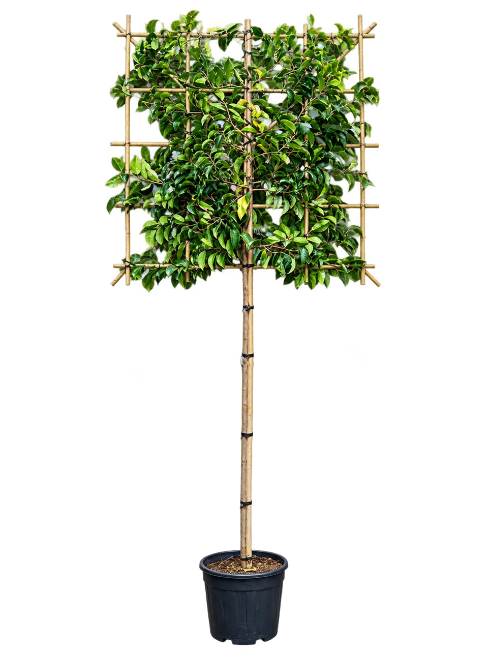 Prunus Lusitanica Pleached 1.2m Stem, 1.2 x 1.2m Frame, 8-10cm Girth