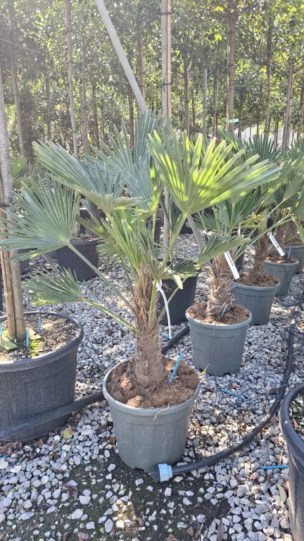 Trachycarpus Wagnerianus 70-90cm tall | Stem 25-35cm | 20lt Pot