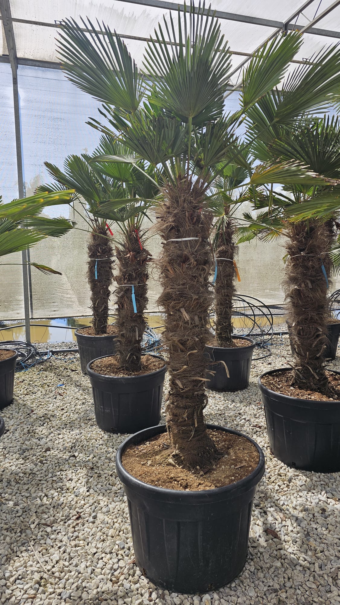 Trachycarpus Wagnerianus 200cm tall | Stem 120-140cm | 150lt Pot