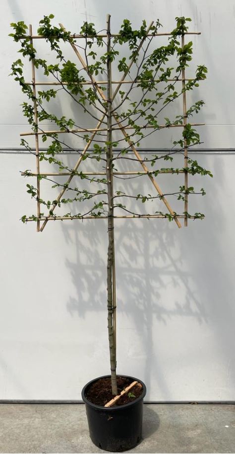 Hornbeam (Carpinus Betulus) Pleached 120cm Stem, 140x120cm Head, 8-10cm Girth - Premium Quality