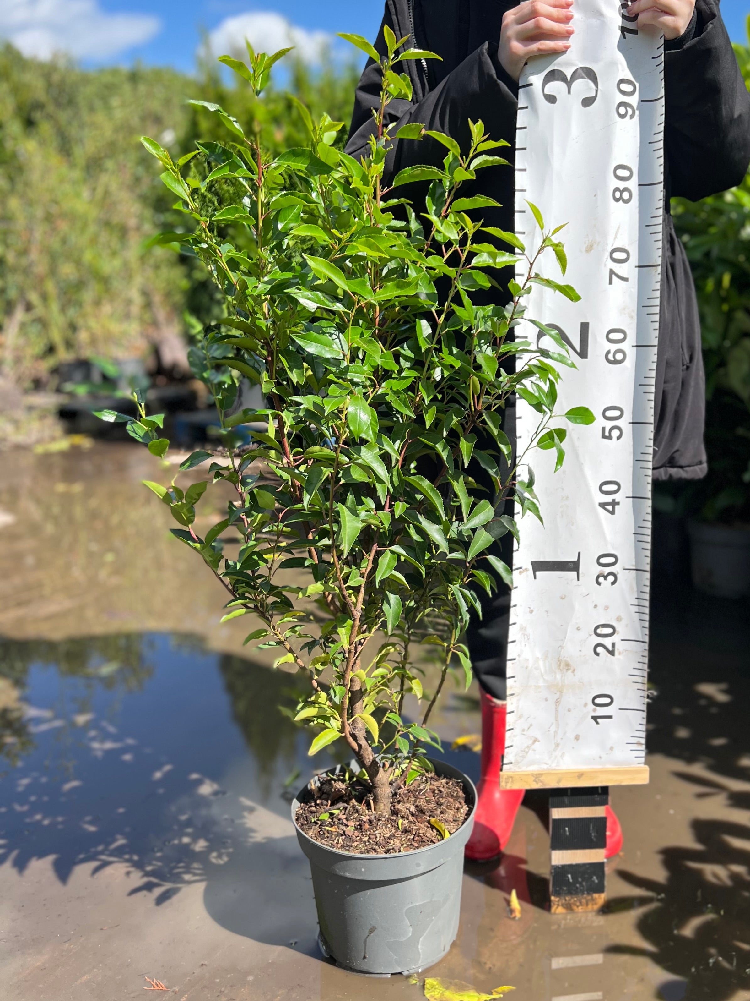 Portuguese Laurel (Prunus Lusitanica) 80-100cm 7.5 Litre