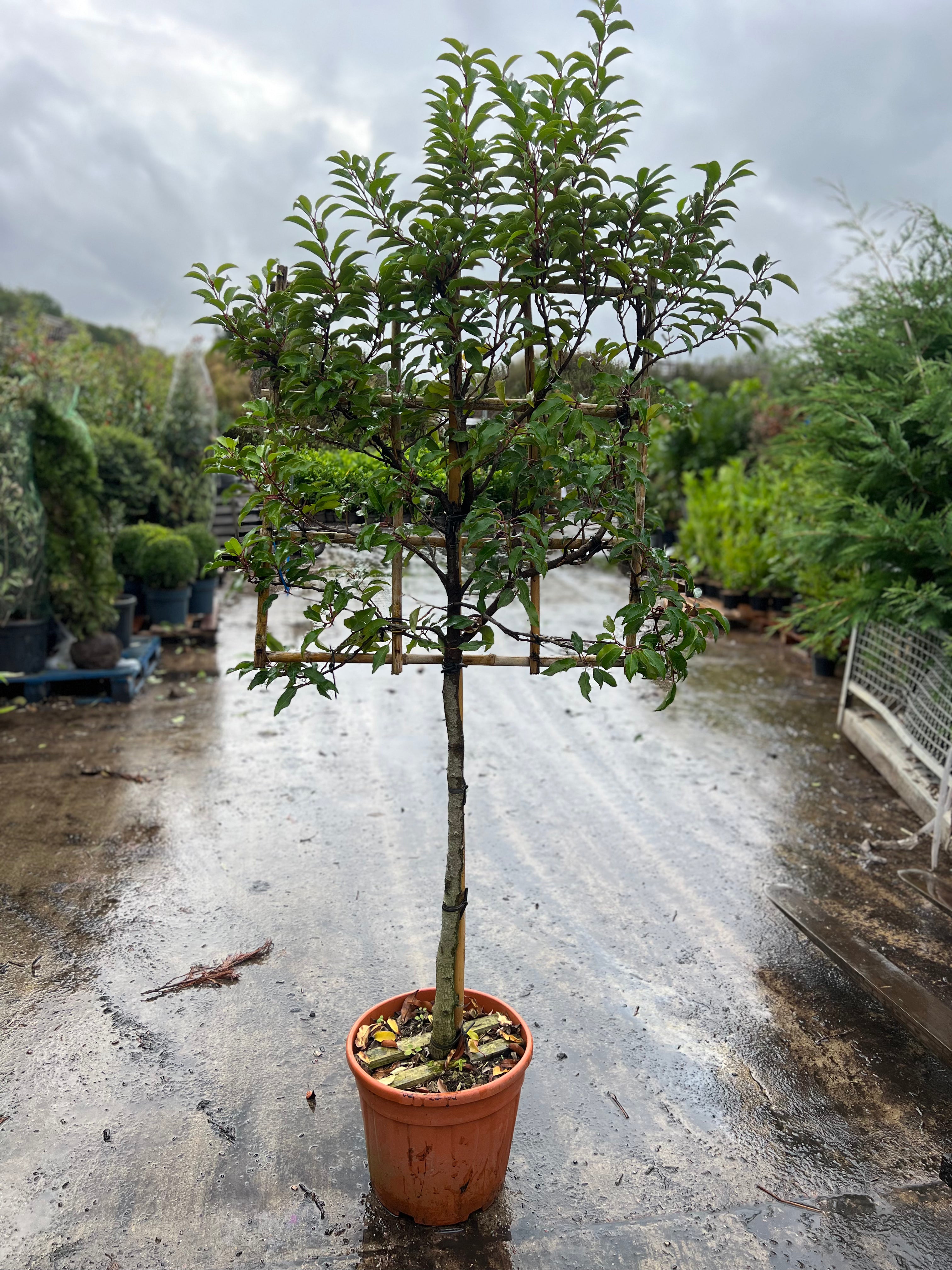 Prunus Lusitanica Pleached 80cm Stem, 70x70cm Head, 8-10cm Girth