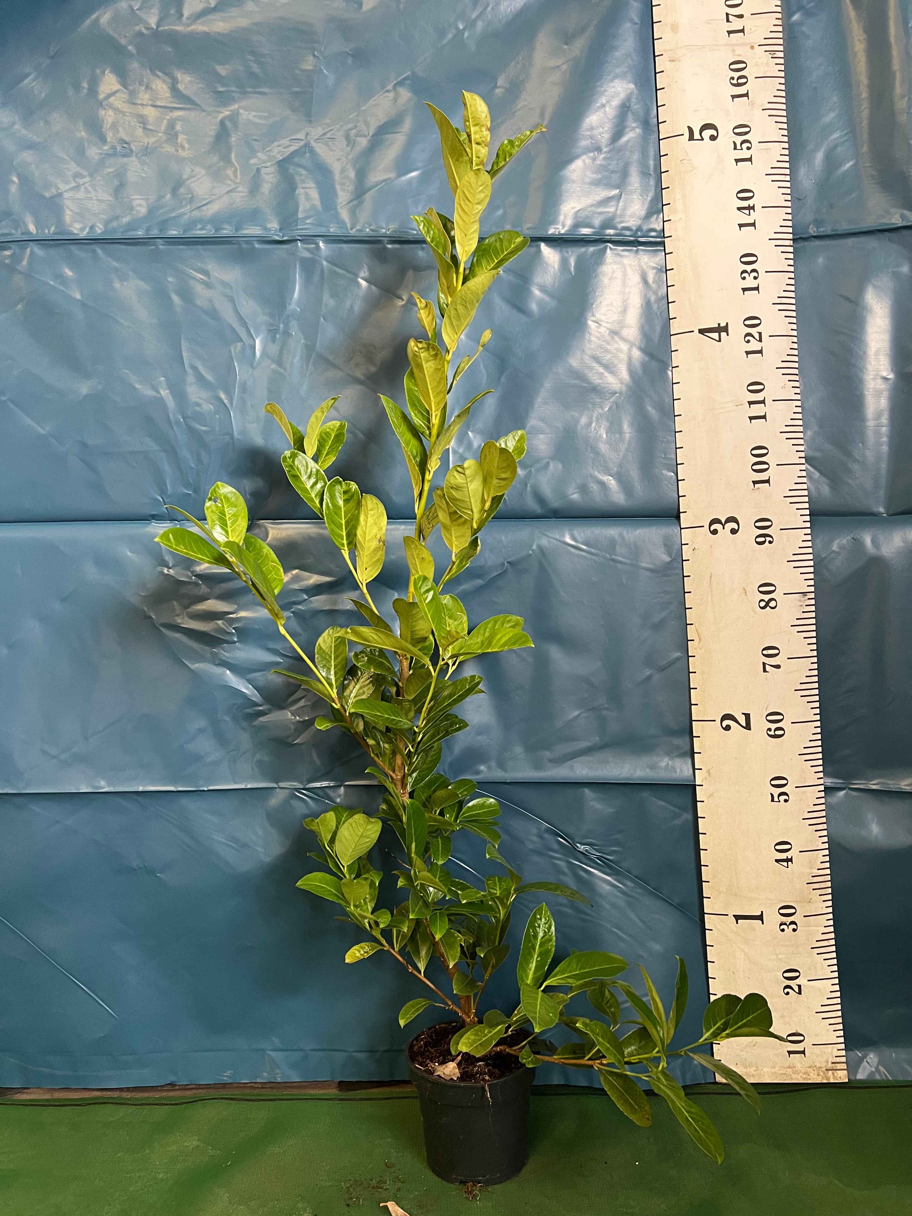 Cherry Laurel (Prunus Laur. Rotundifolia) 90-120cm Potted 3lt