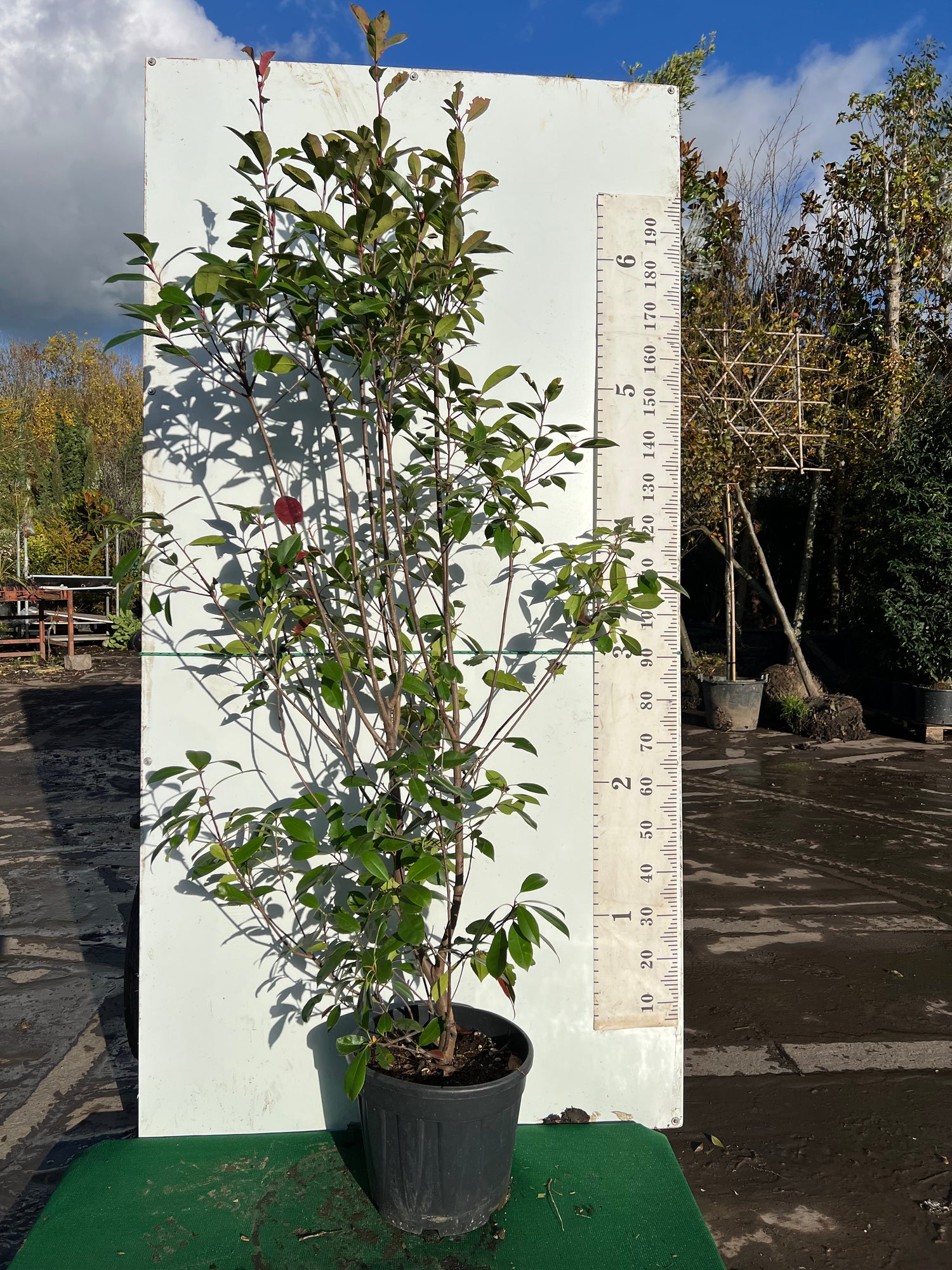 Photinia Red Robin Hedging
