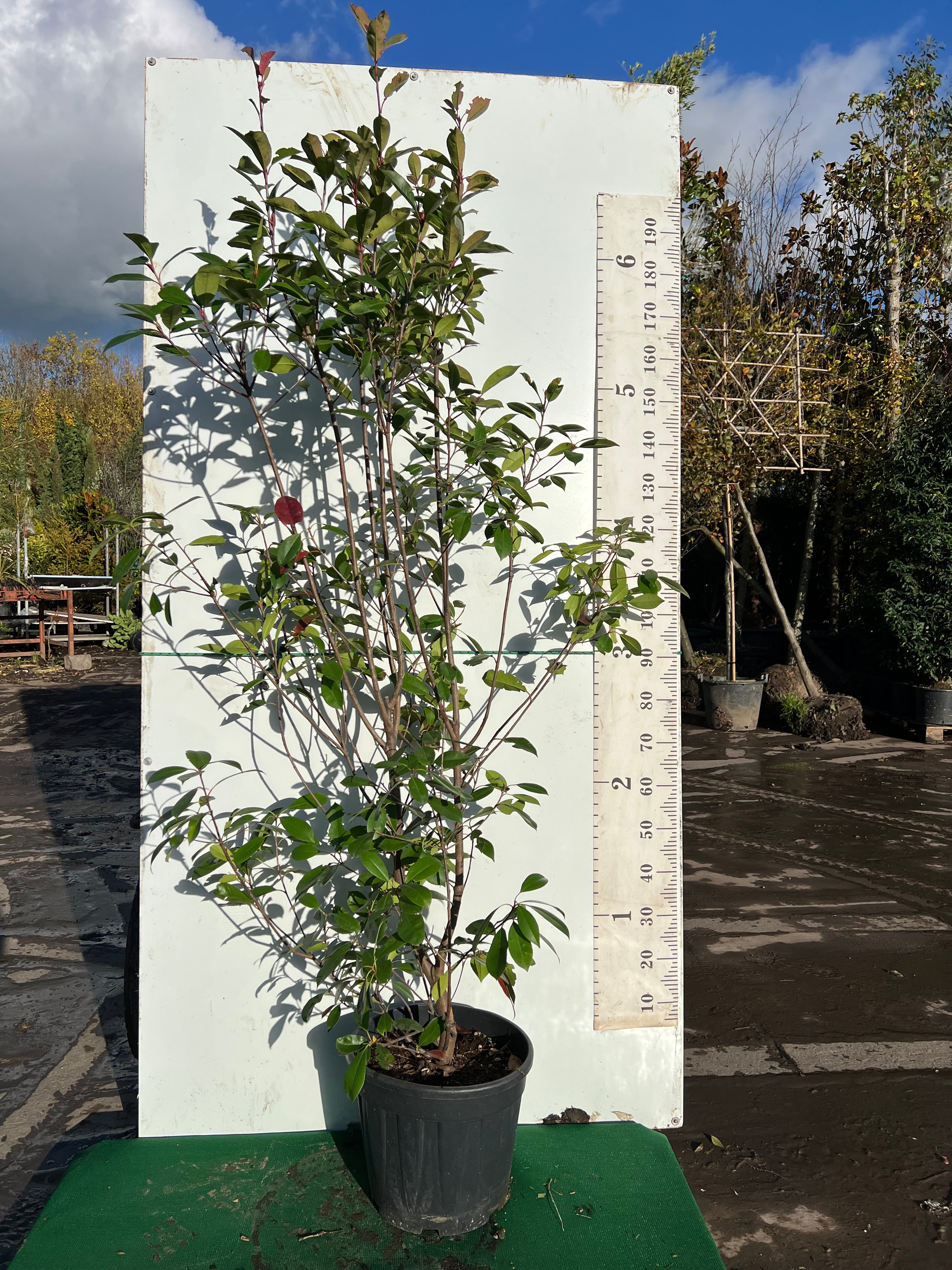 Photinia Red Robin Hedging