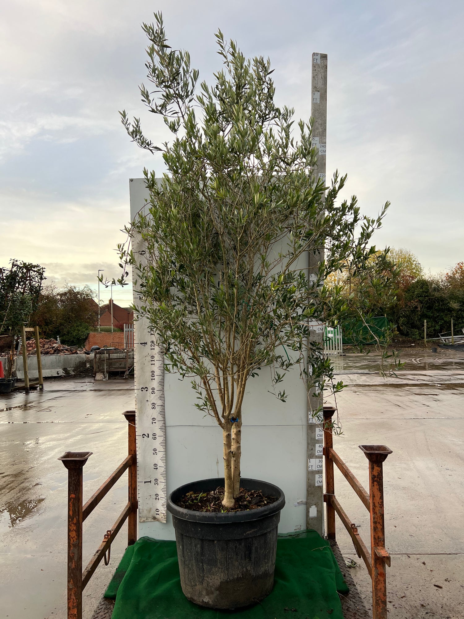 Olive Tree (Olea Europea)