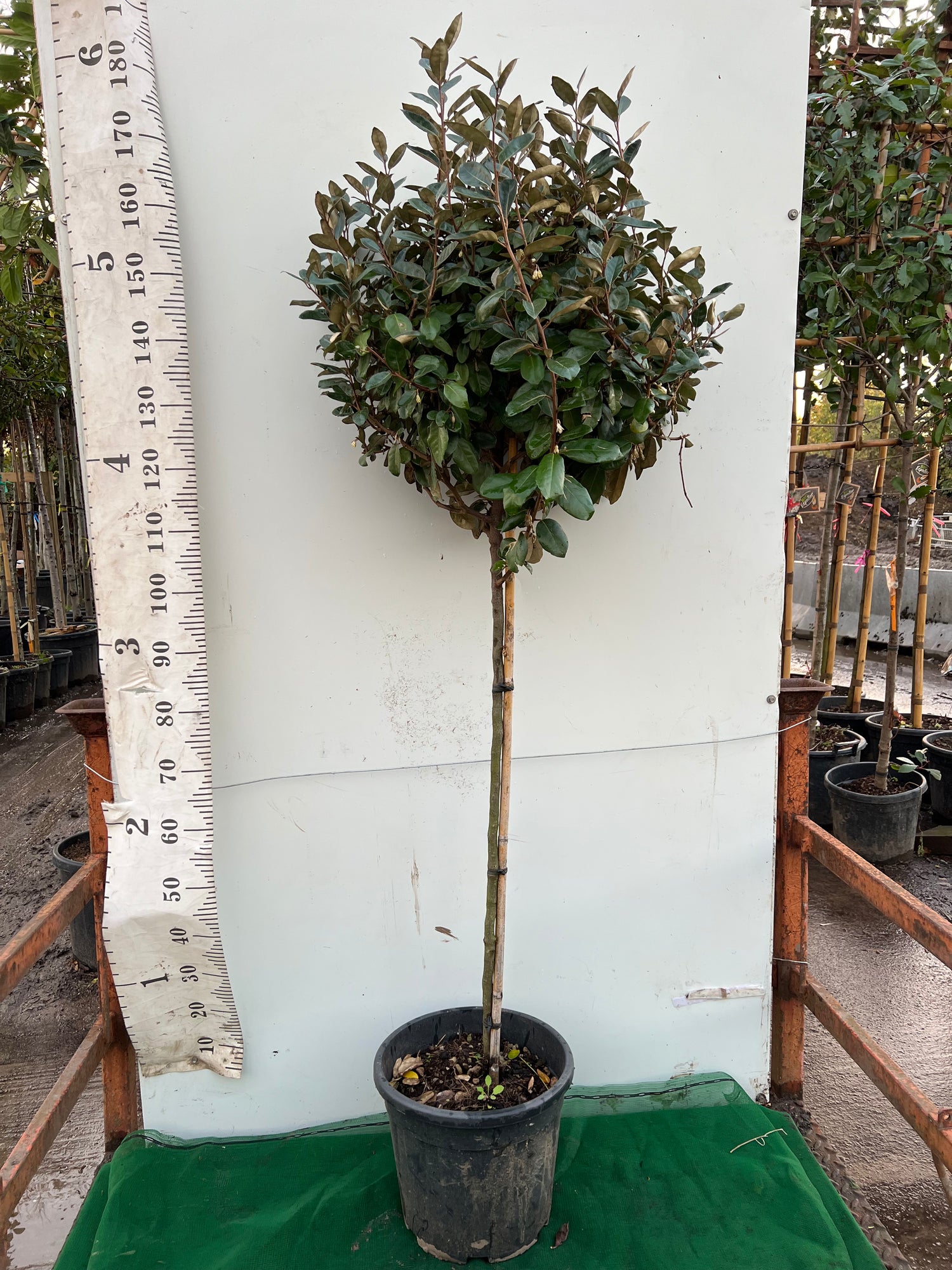 Elaeagnus Ebbingei Ball on Stem