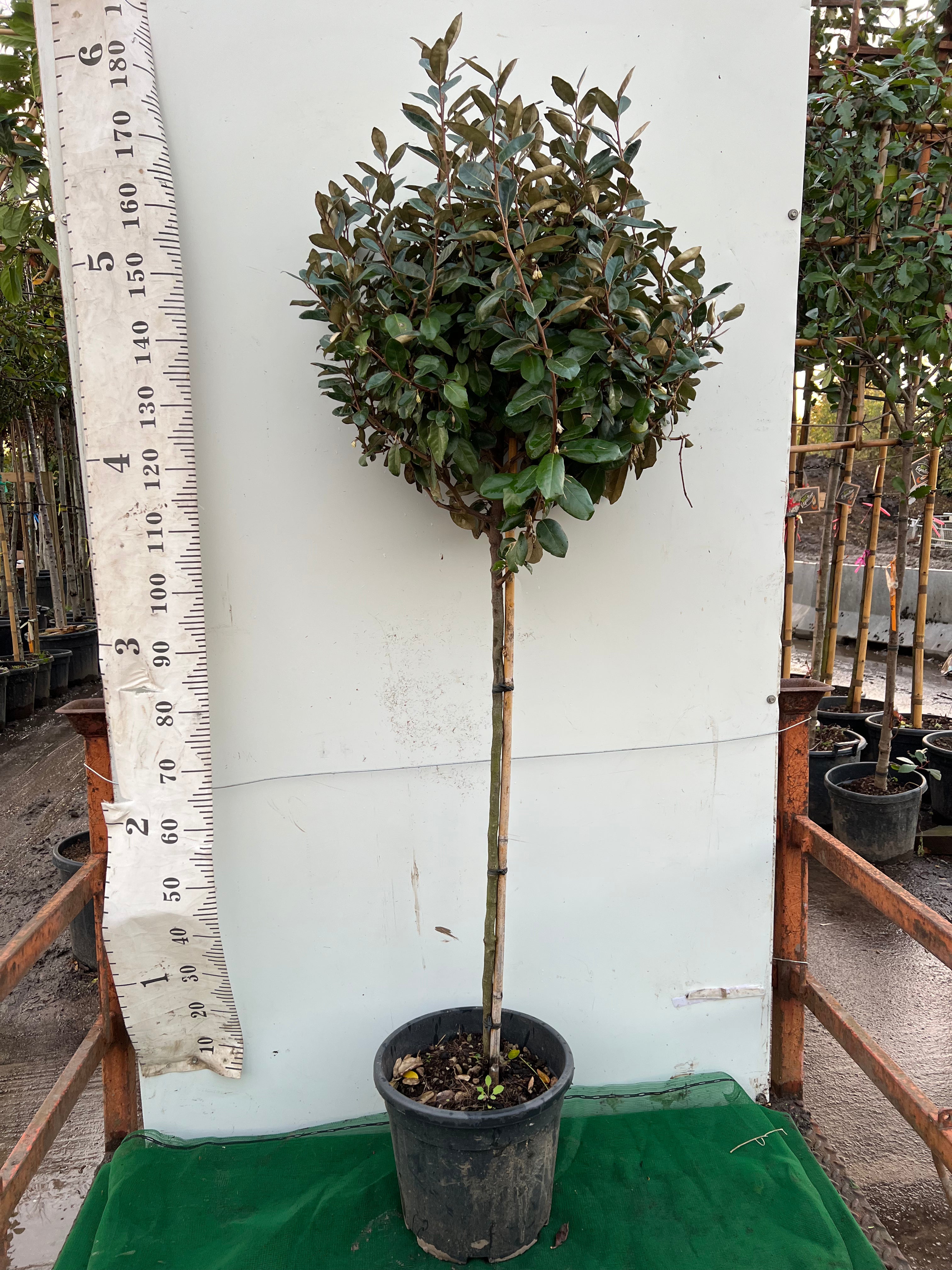 Elaeagnus Ebbingei Ball on Stem