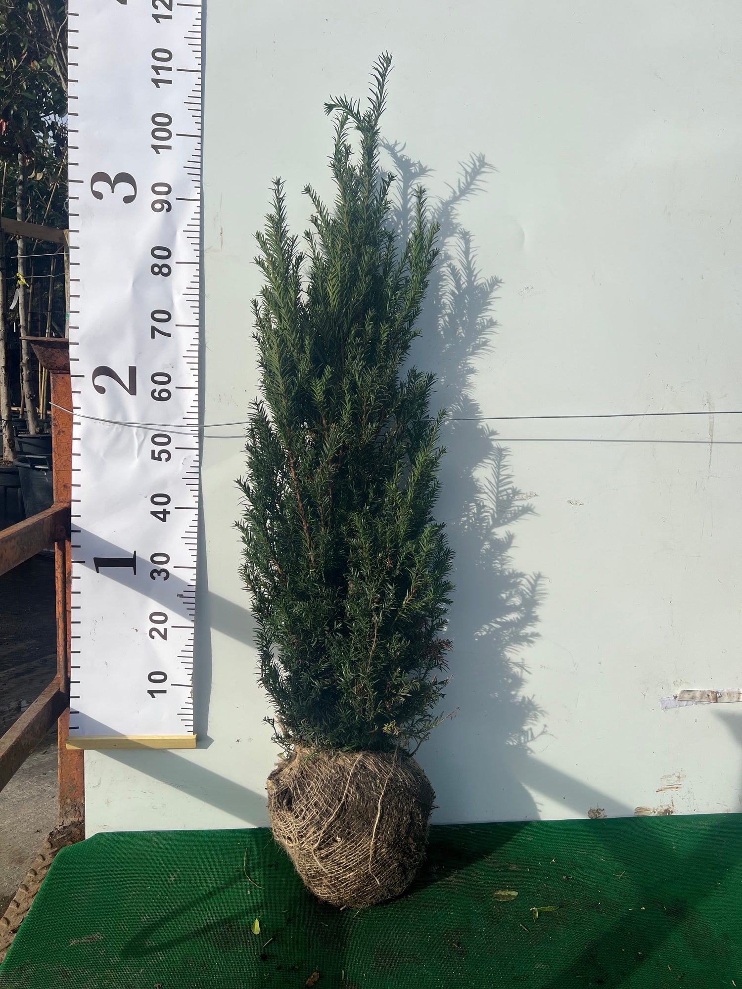 English Yew (Taxus Baccata) Rootball - Ready to Plant Now