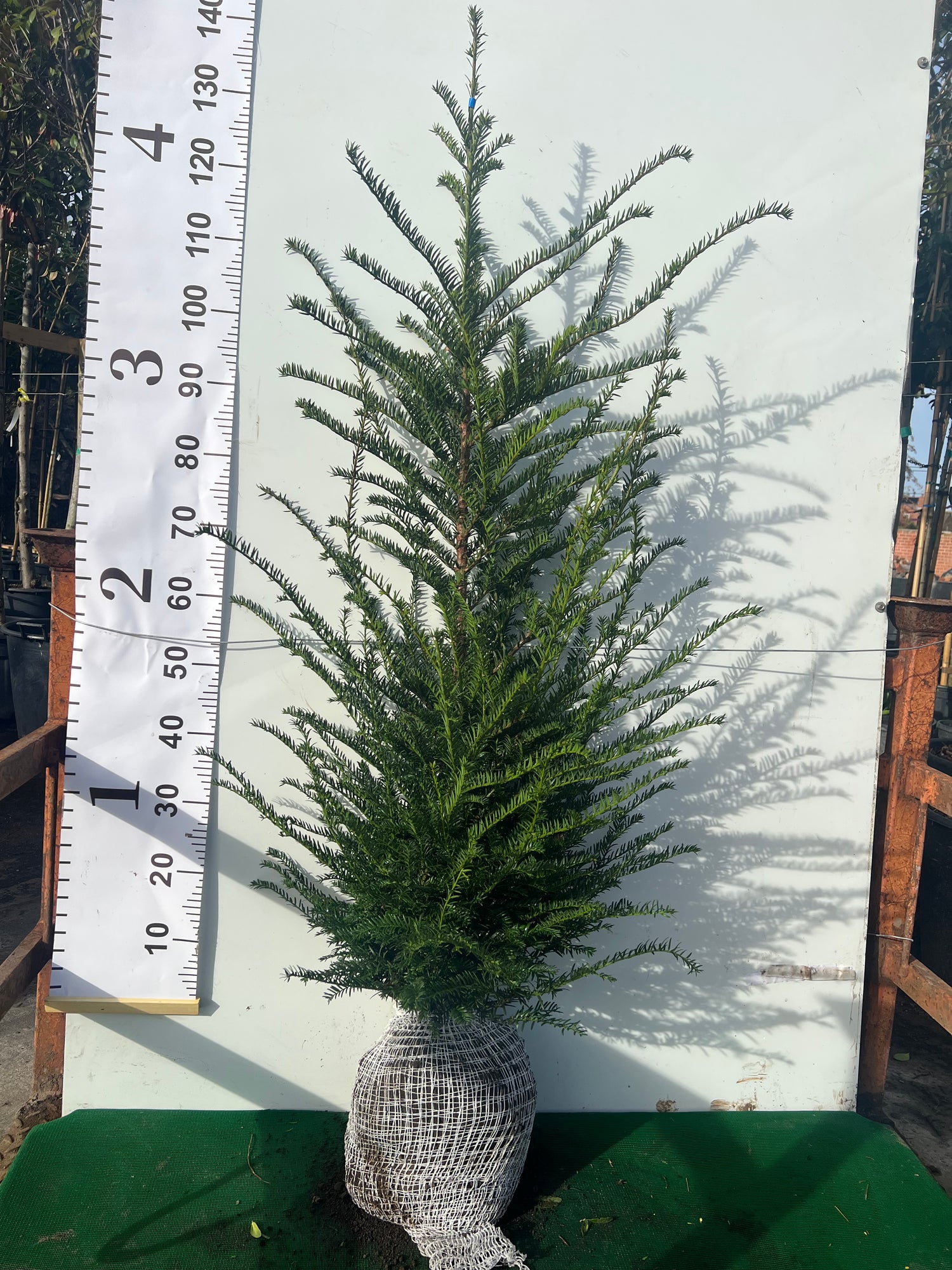 English Yew (Taxus Baccata) Rootball - Ready to Plant Now