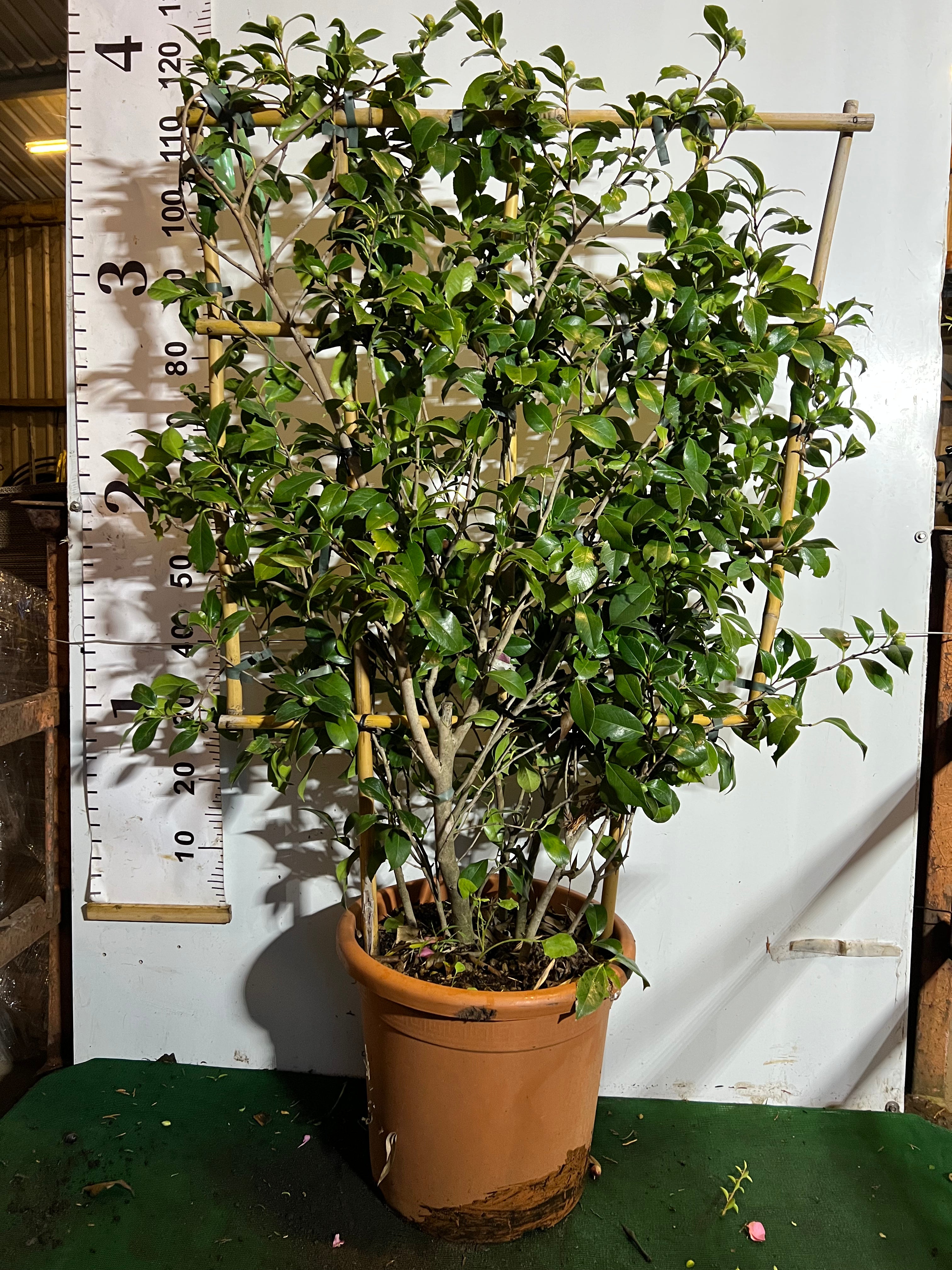 Camellia Sasangua 100x80cm Trellis
