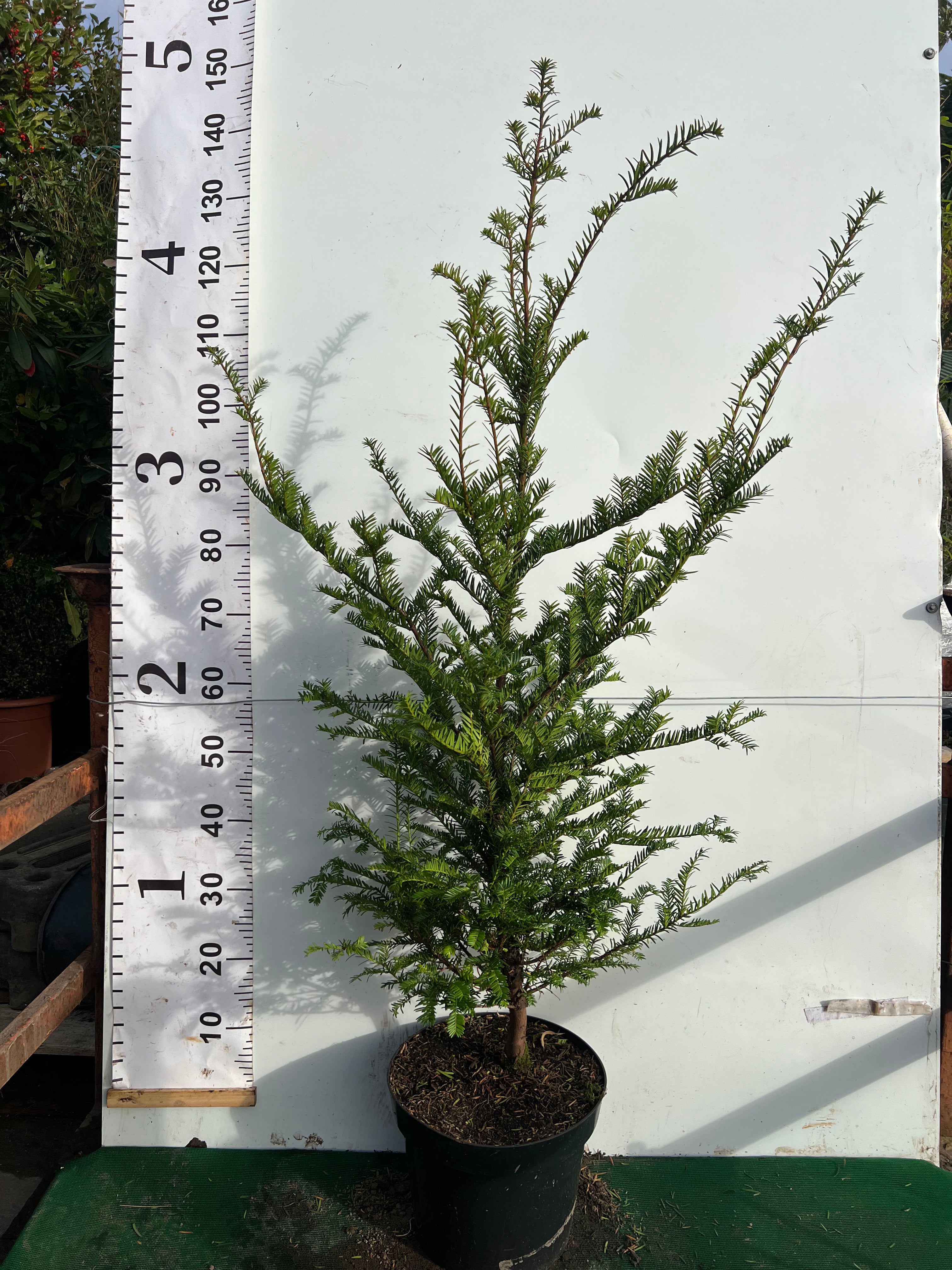 English Yew (Taxus Baccata) Potted 120-150cm 10lt