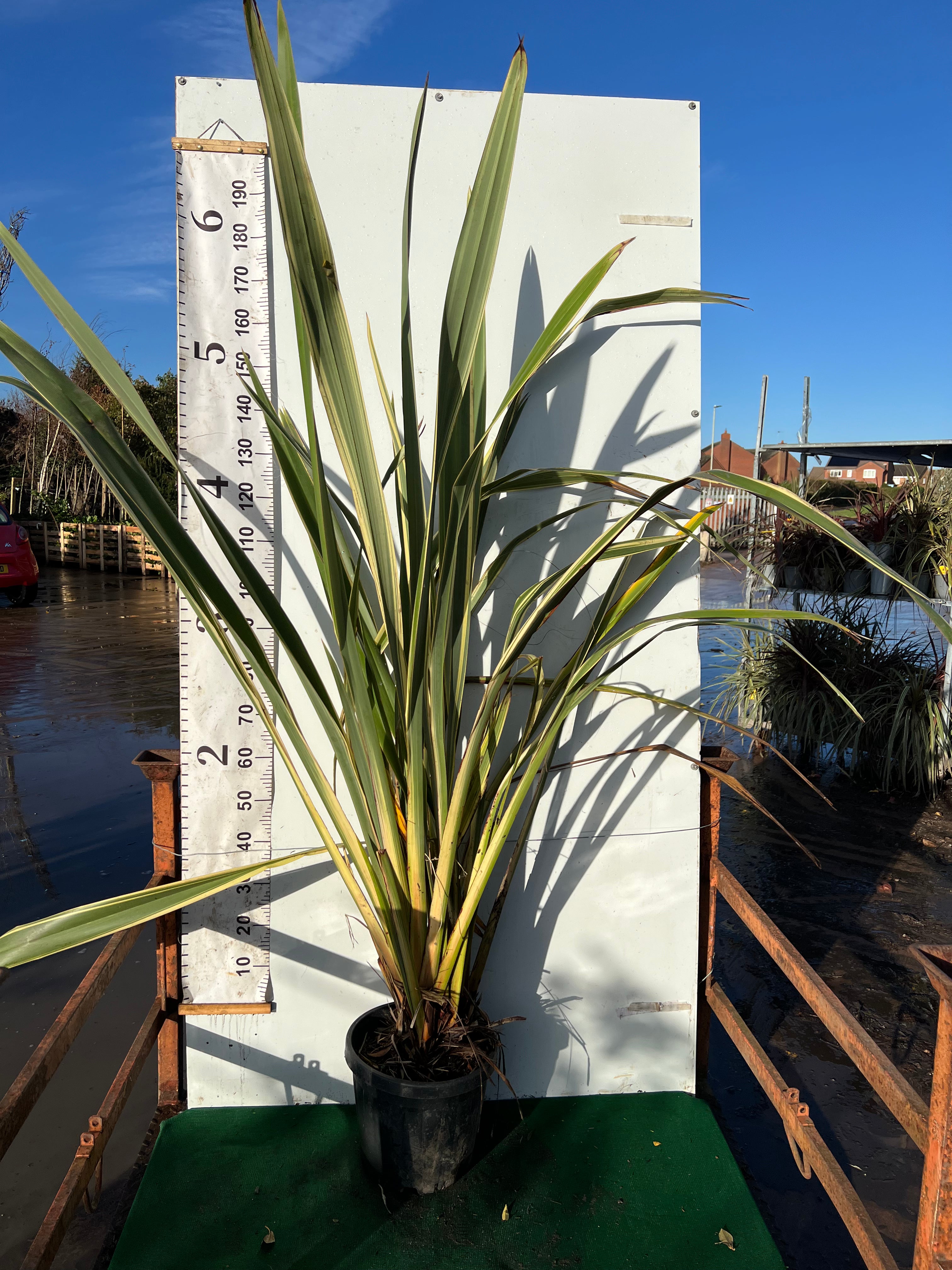 Phormium Flax Tenax Variegata 120-150cm