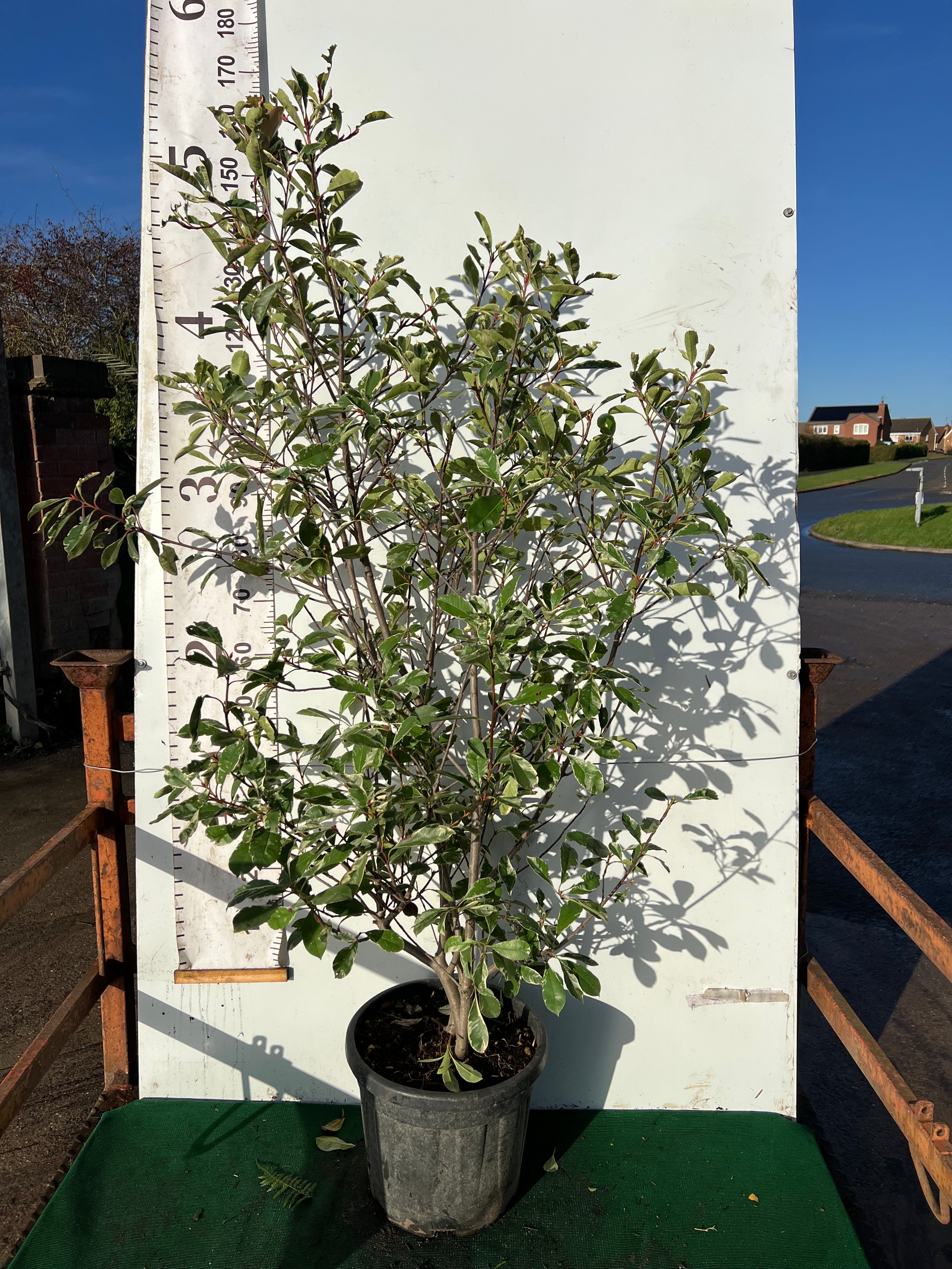 Photinia Pink Marble 150cm