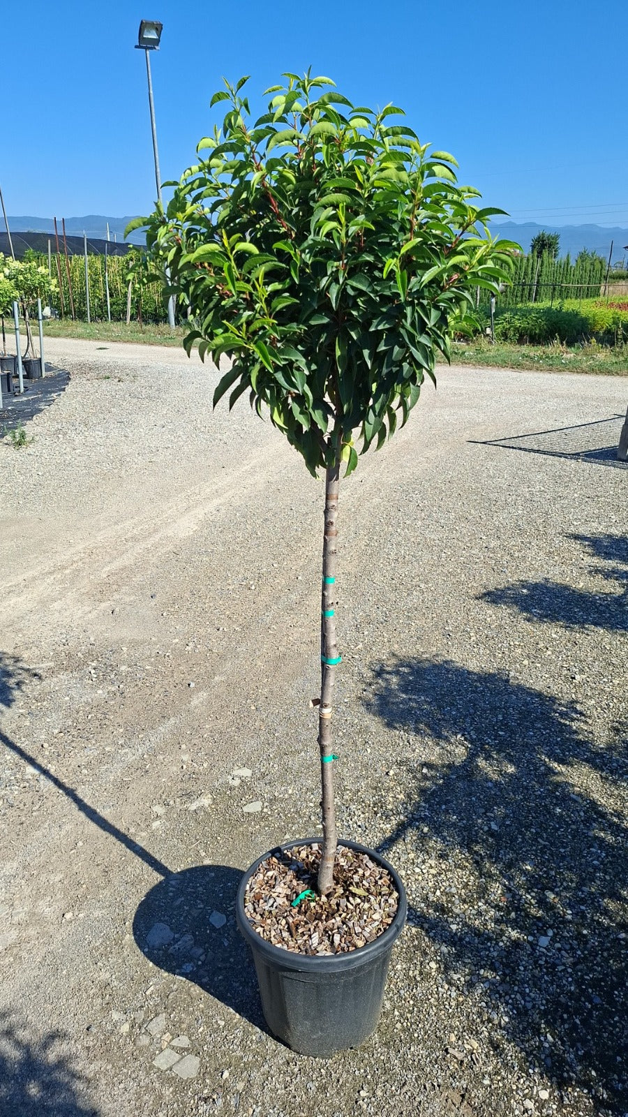 Prunus Lusitanica 1/2 Standard, 80-90cm Stem |Total Height 120-150cm| Head Diameter 35-40cm