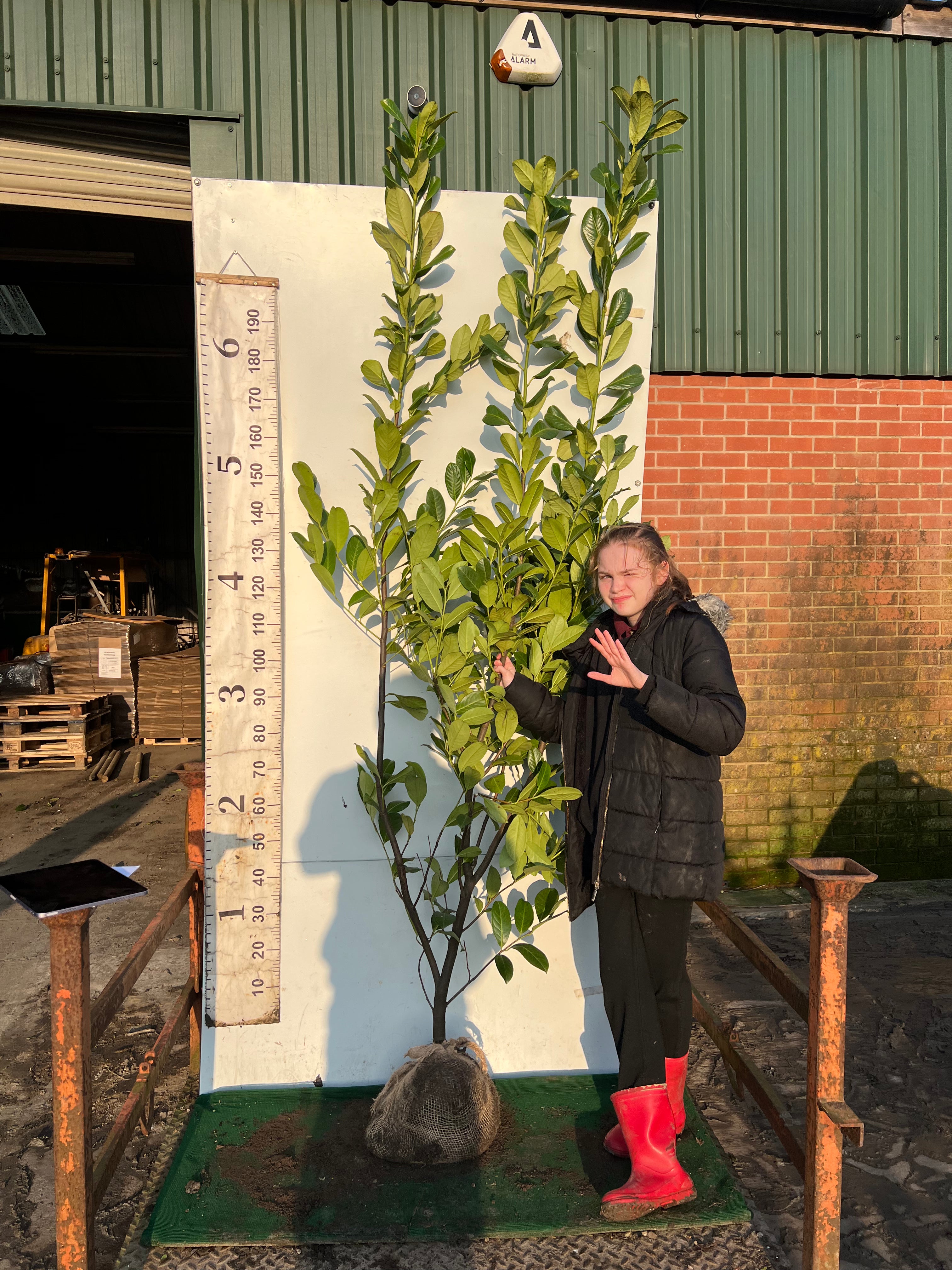 Cherry Laurel Rootball 200/220 cm - VALUE GRADE - MINIMUM ORDER OF 10