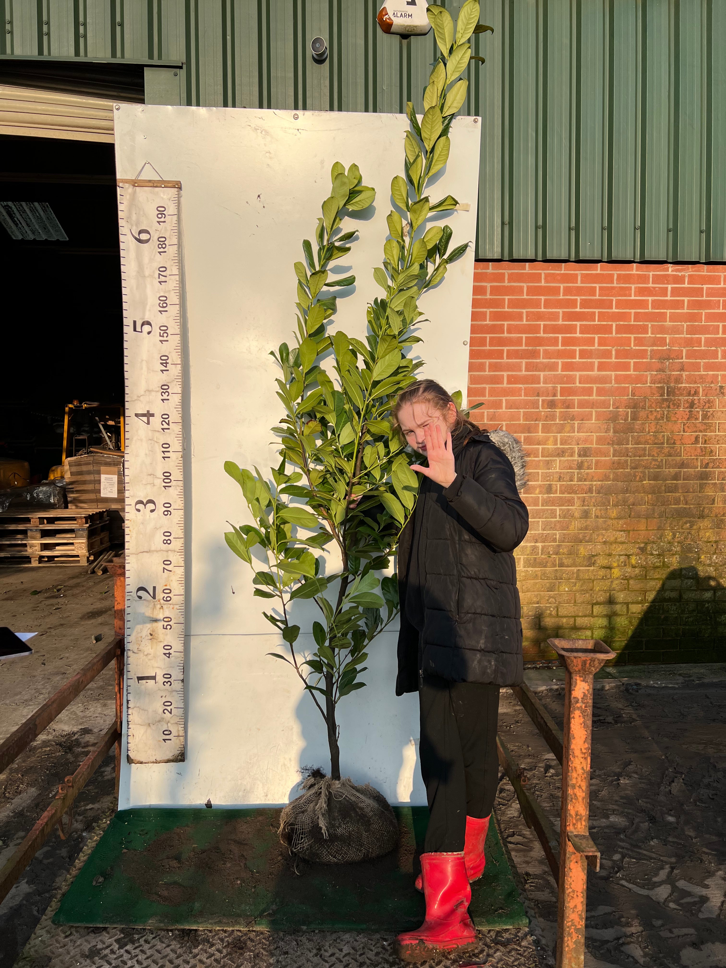 Cherry Laurel Rootball 200/220 cm - VALUE GRADE - MINIMUM ORDER OF 10