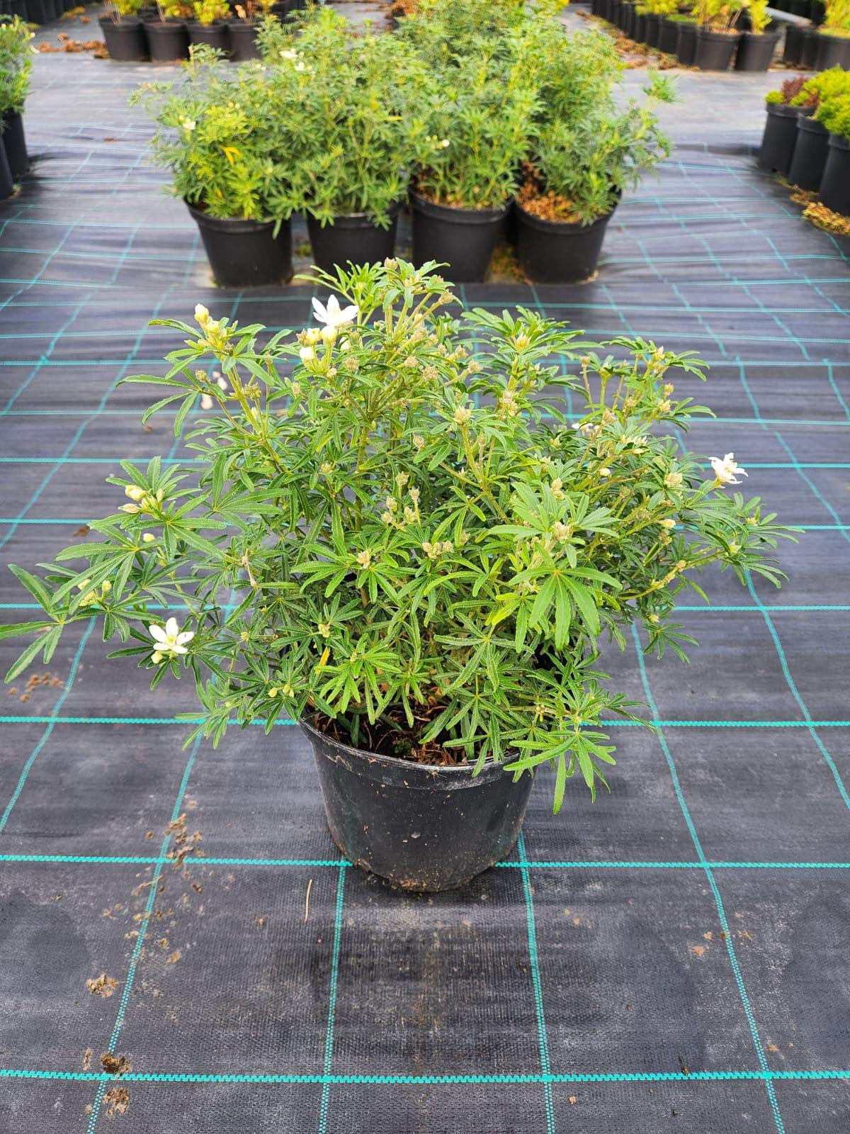 Choisya White Dazzler 5lt