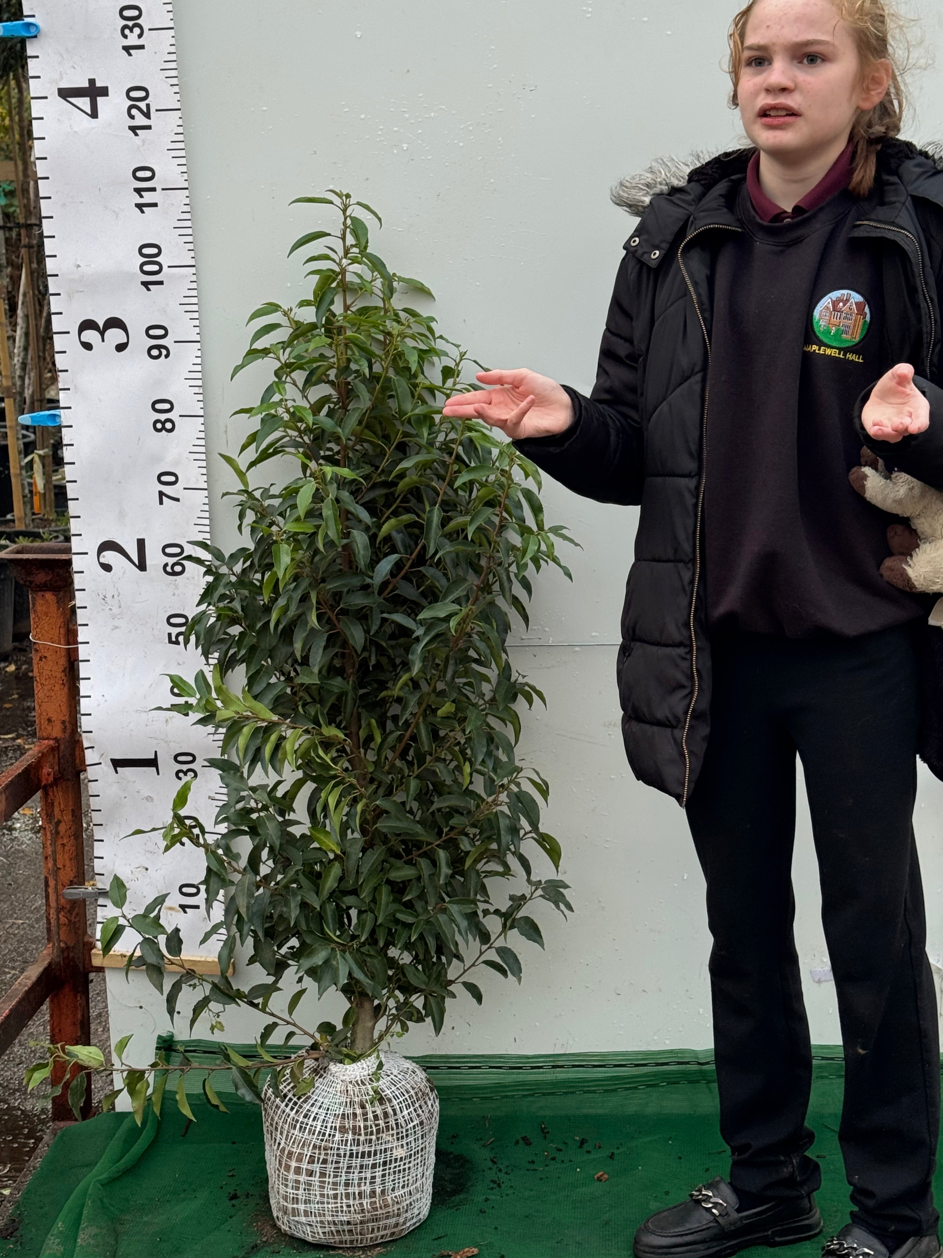 Portuguese Laurel (Prunus Lusitanica) Rootball 80-100cm - Premium Quality