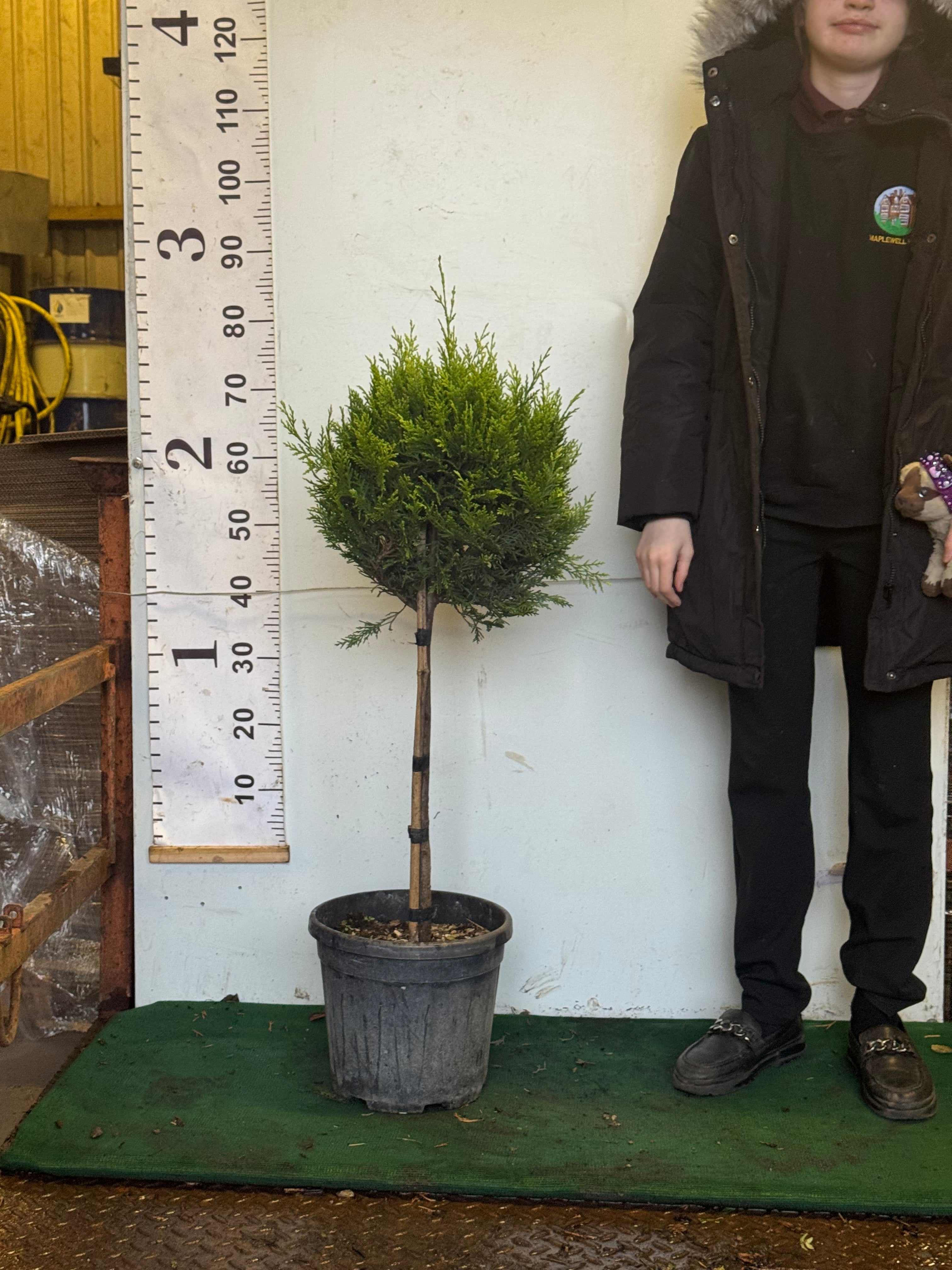 Golden Leylandii Ball on Stem 100cm