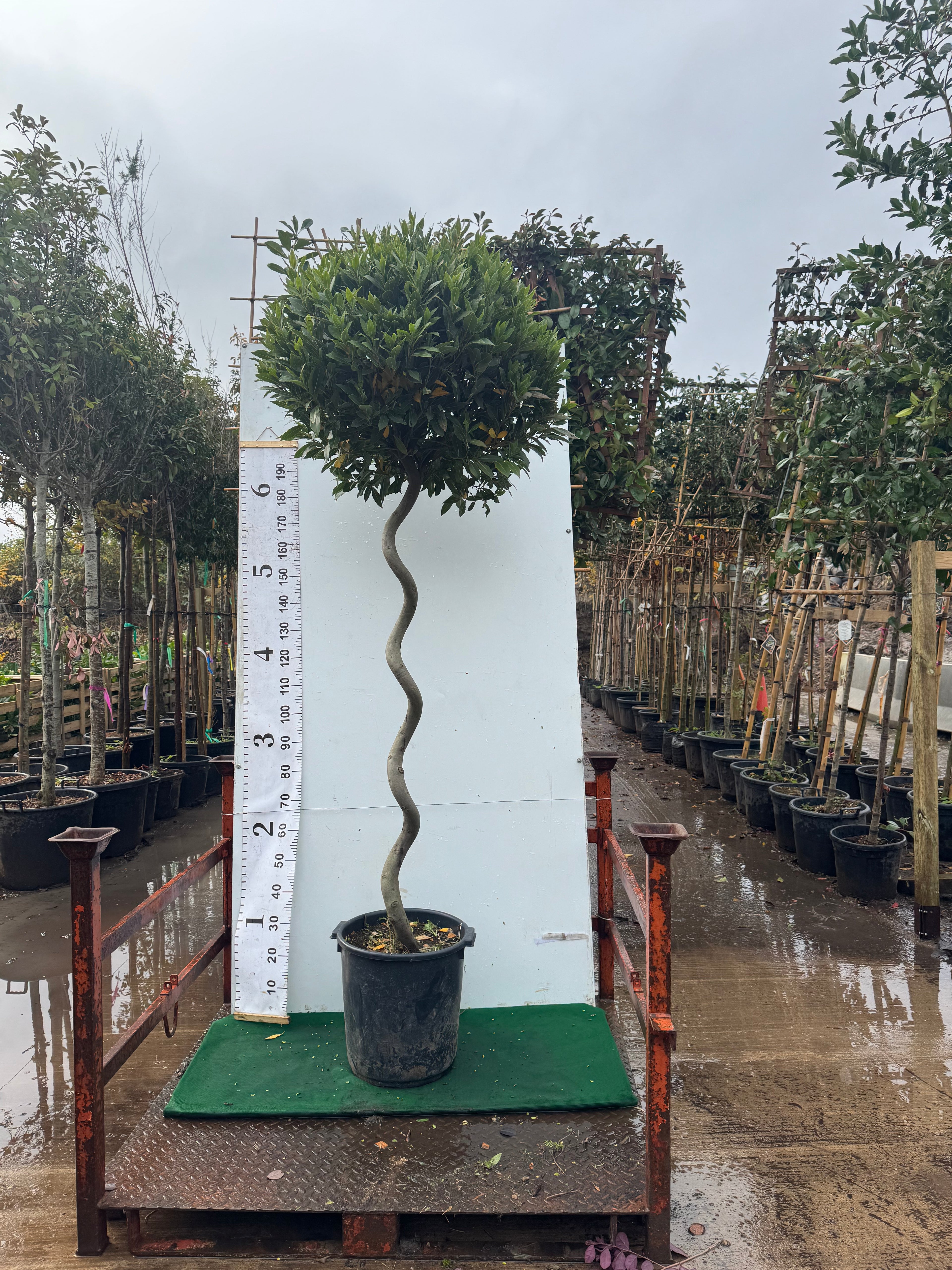 Bay tree spiral 140cm stem 220cm high including pot height