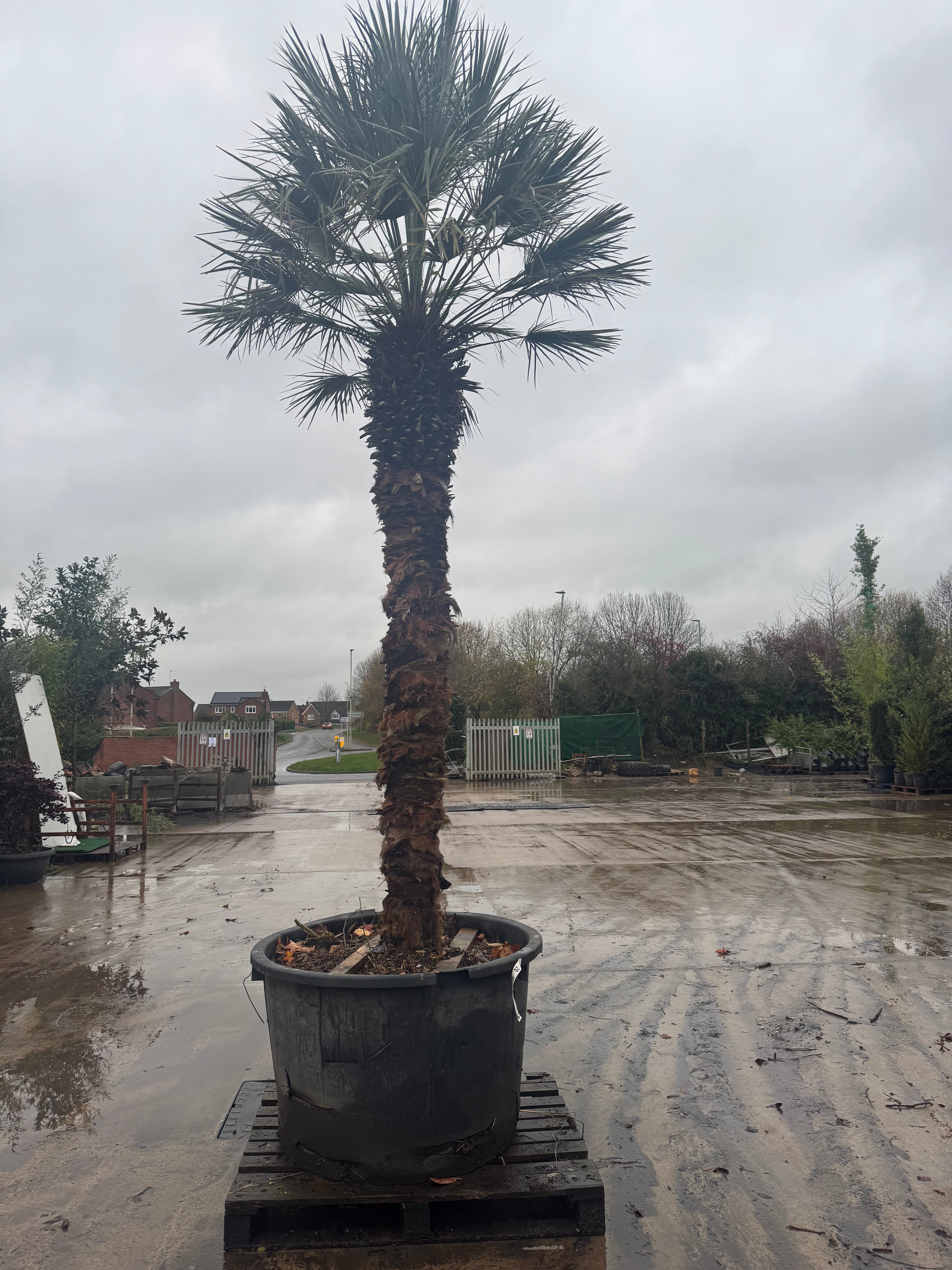 Chamaerops Humilis Fan Palm 4m/ 12feet High excluding pot height