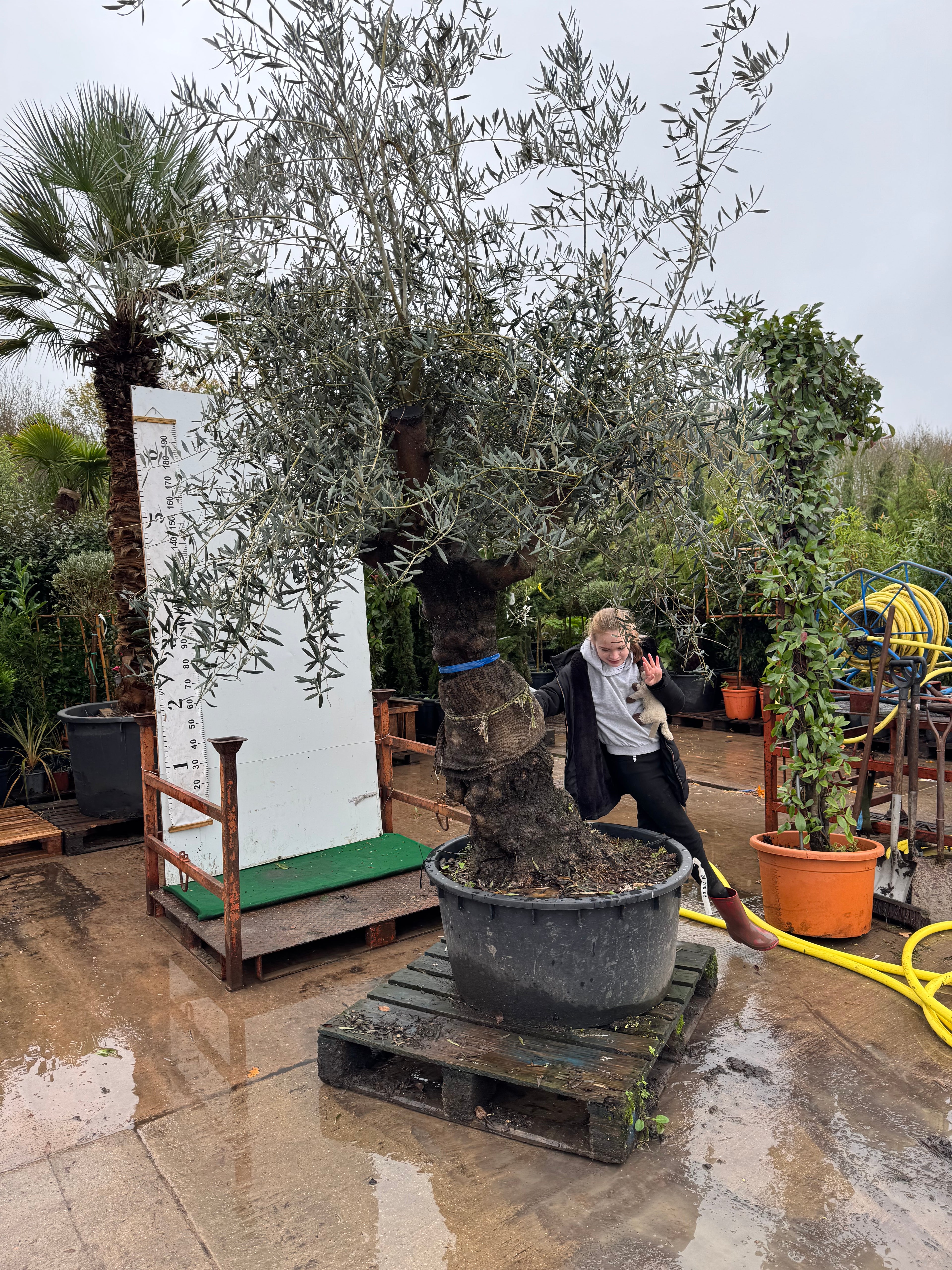 Olive Tree (Gnarled Stem) | 200-250cm Tall | Girth approx. 80-100cm