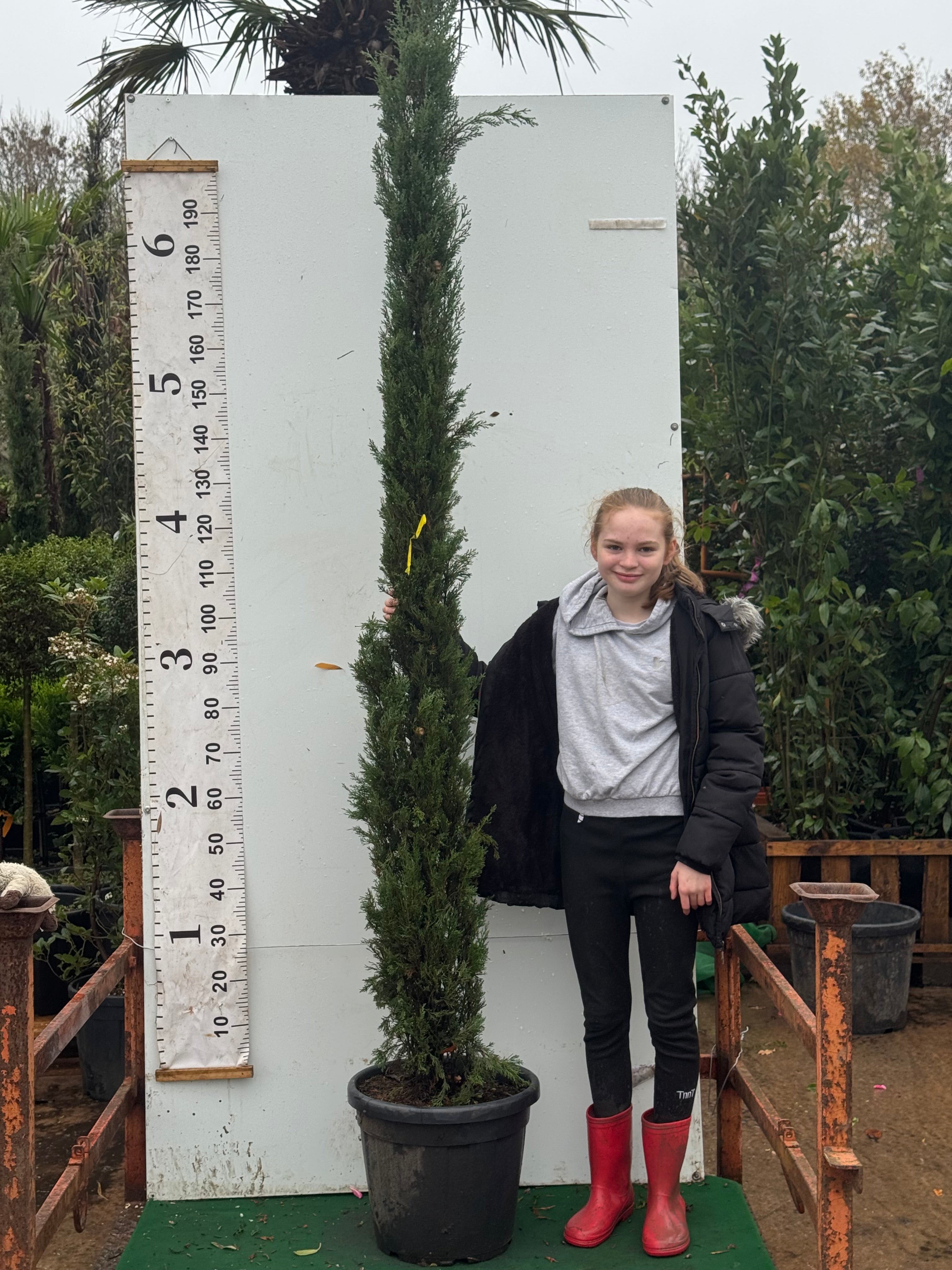 Italian Cypress Tree (Cupressus Semp. Pyramidalis) 220-250cm