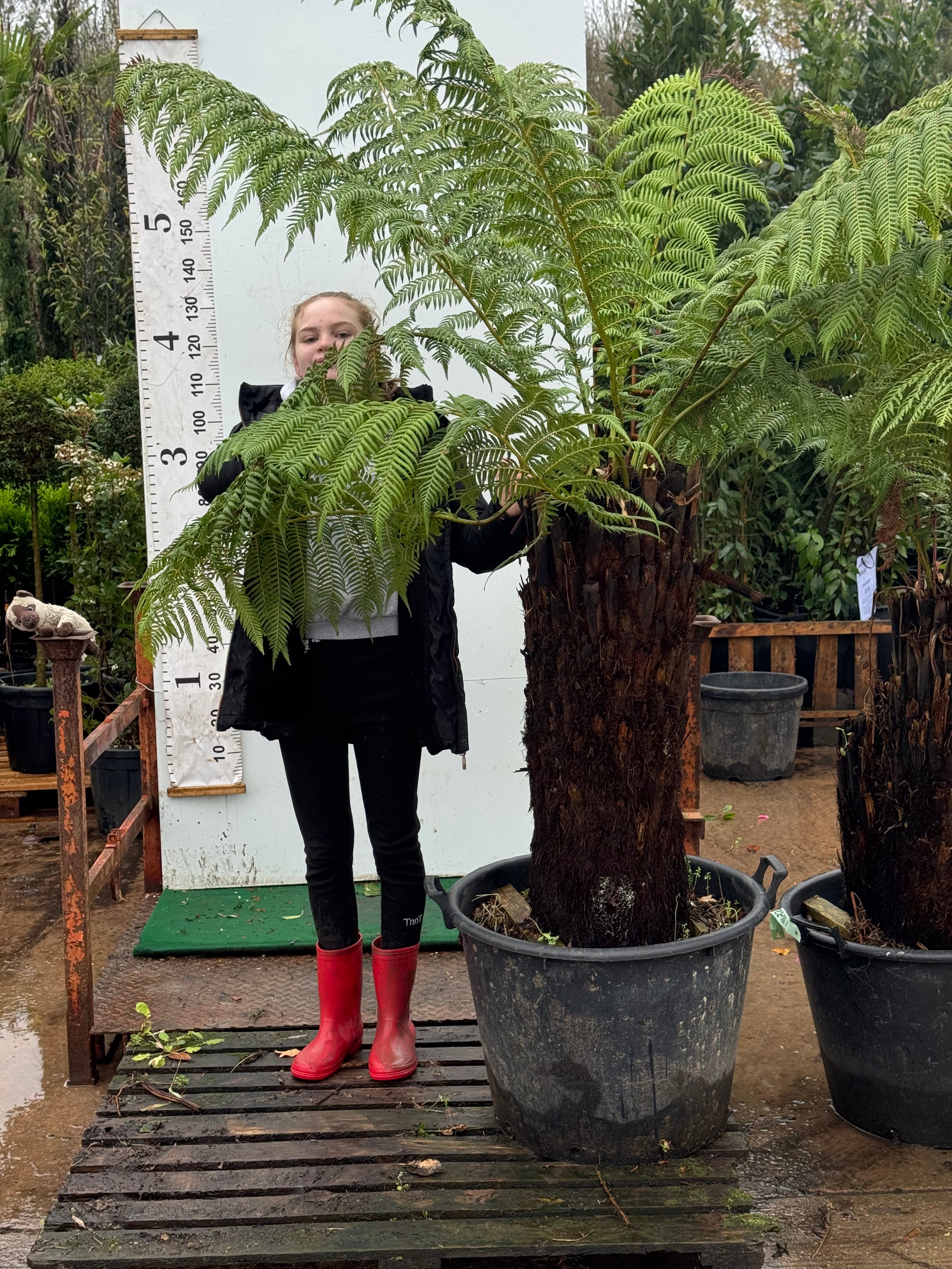 Tree Fern (Discksonia Antarctica) 3ft trunk plus 3 feet of fronds 7 feet 6 inches including pot height