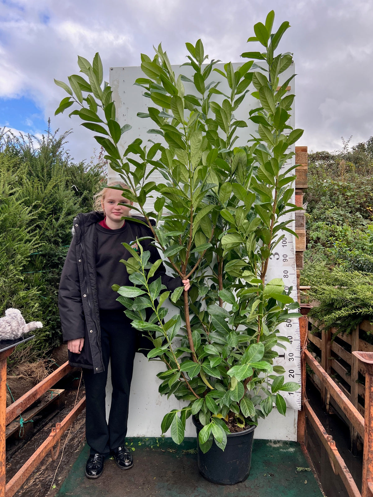Cherry Laurel (Prunus Laurocerasus Rotundifolia) 180-200cm 20 Litre Potted Hedging