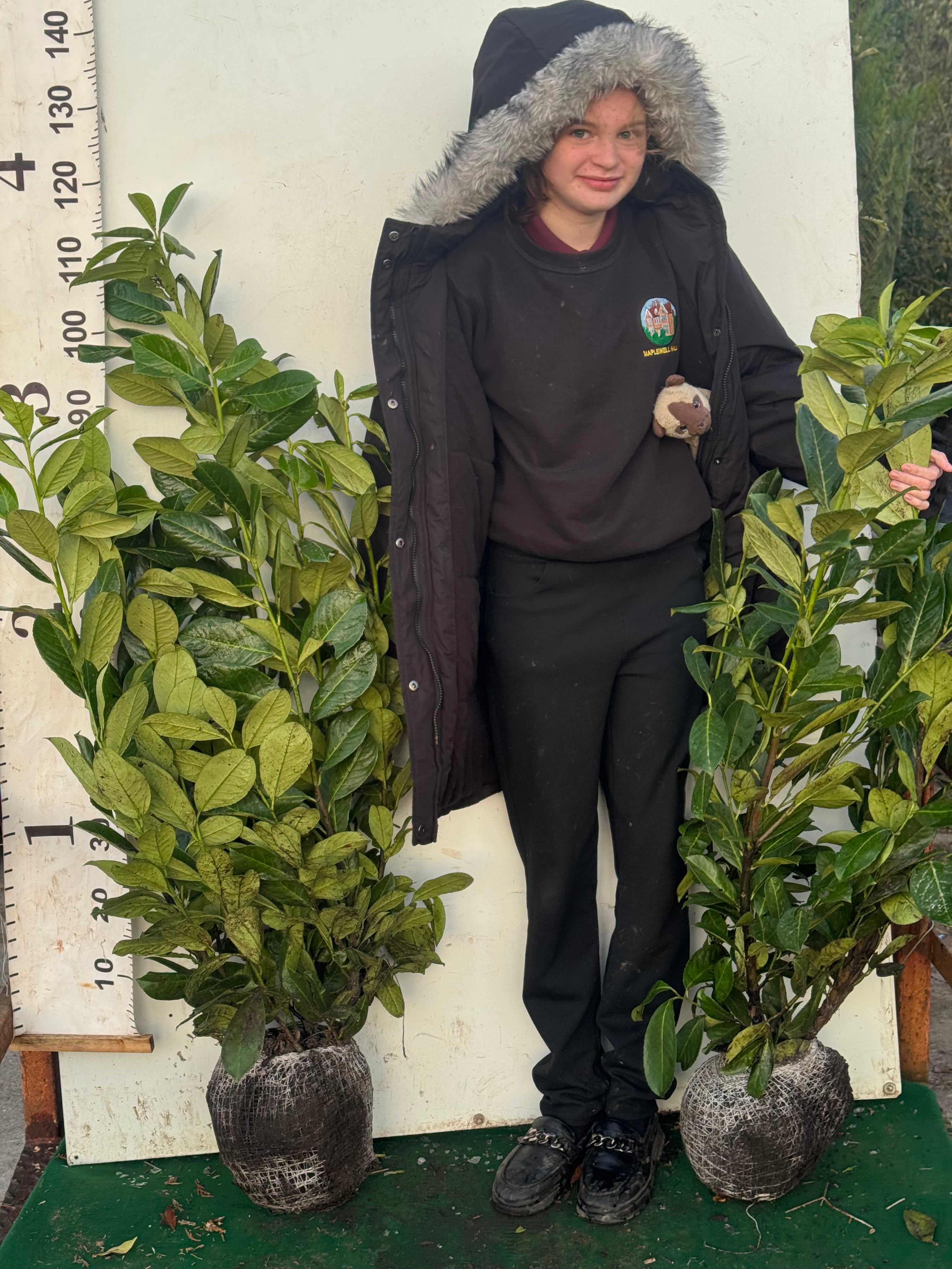 Cherry Laurel (Prunus Laur. Rotundifolia) Rootball 80-100cm - Ready to Plant Now