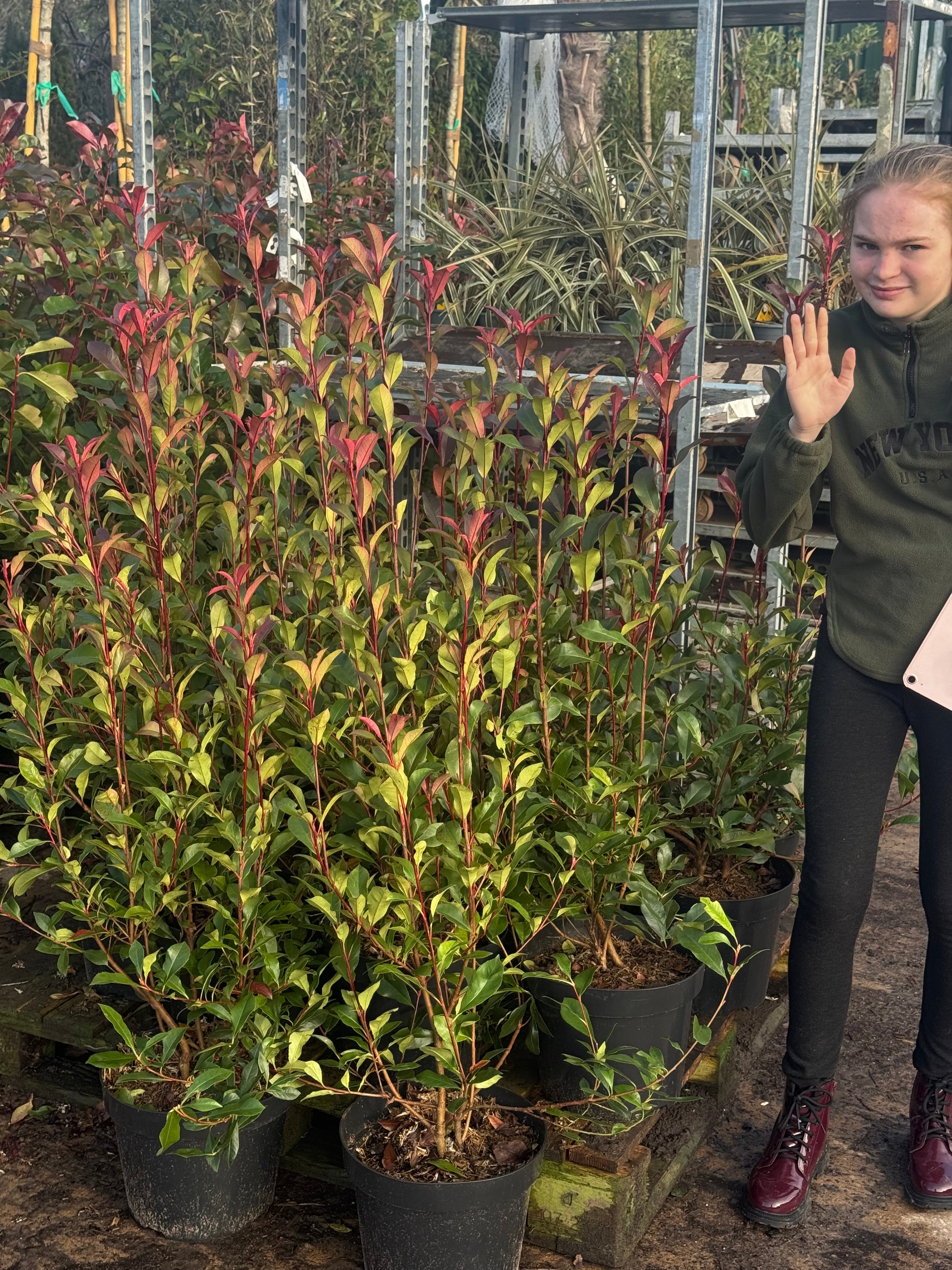 Photinia ‘Carre Rouge’ 80-90cm 10lt
