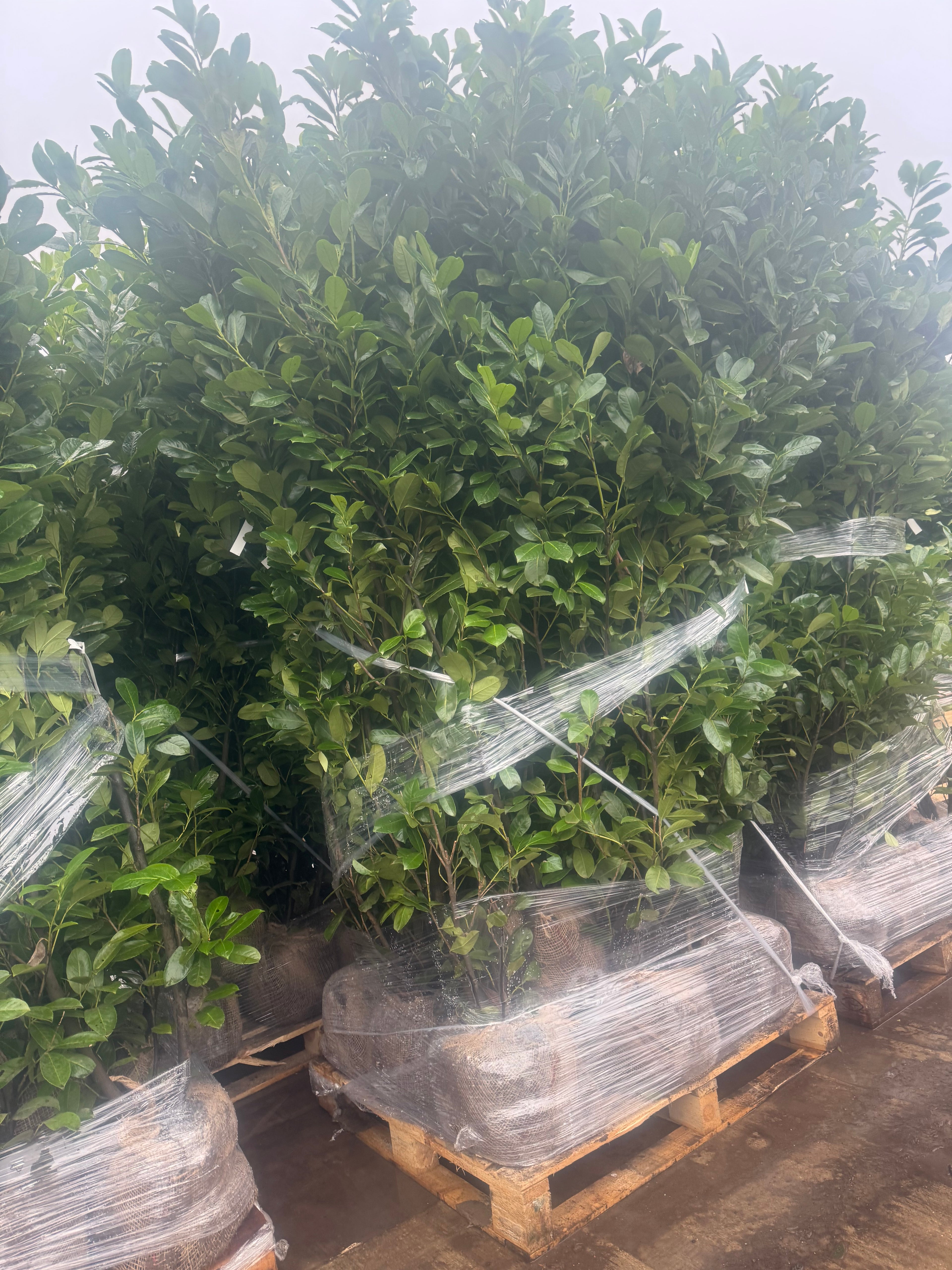 Cherry Laurel Rootball 200-225cm - Premium Quality, Great Value